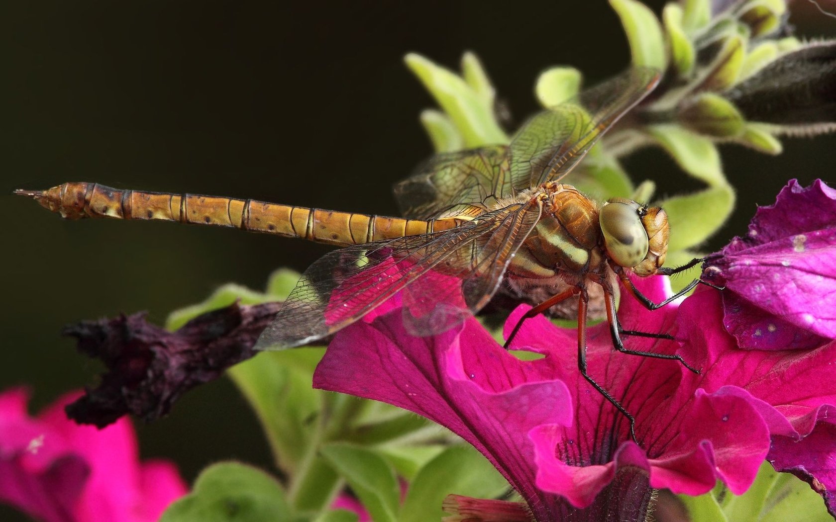 Обои цветы, макро, насекомое, стрекоза, красивая стрекоза, flowers, macro, insect, dragonfly, beautiful dragonfly разрешение 1920x1200 Загрузить