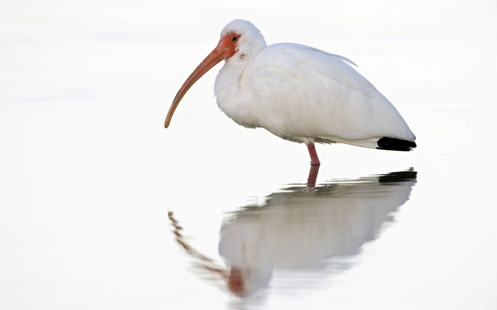 Обои отражение, белый, птица, клюв, птица в воде, ибис, reflection, white, bird, beak, the bird in the water, ibis разрешение 1920x1200 Загрузить