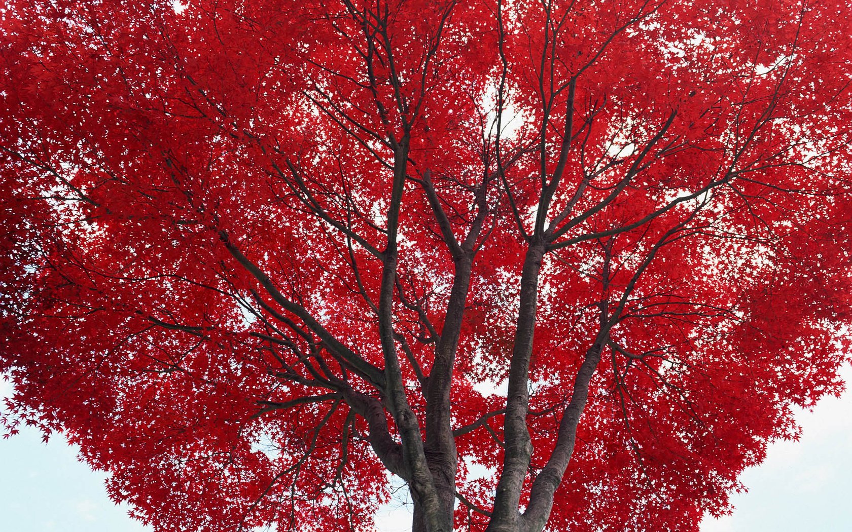 Обои дерево, листья, осень, красные, tree, leaves, autumn, red разрешение 1920x1200 Загрузить