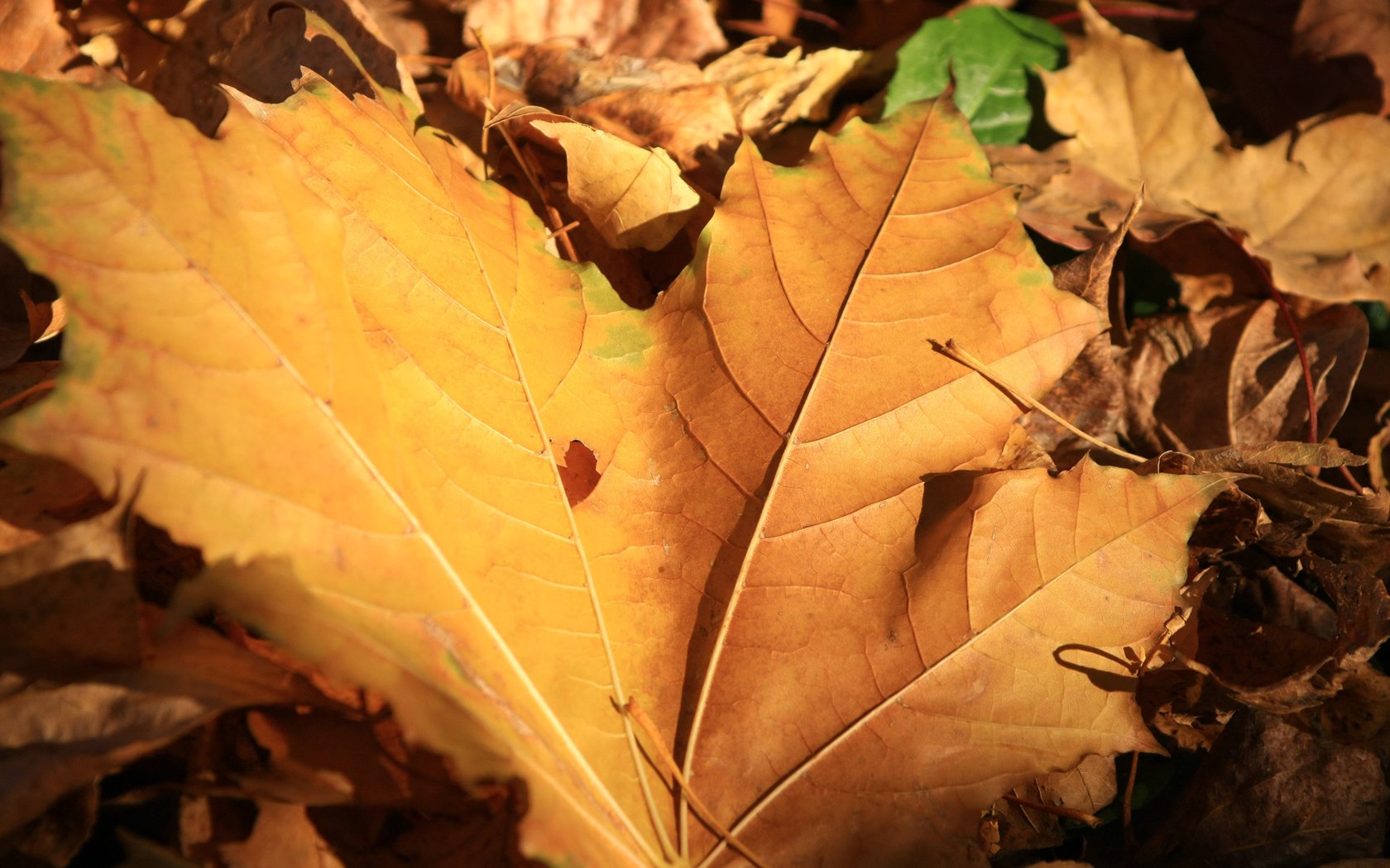 Обои природа, листья, макро, осень, желтые, nature, leaves, macro, autumn, yellow разрешение 1920x1200 Загрузить