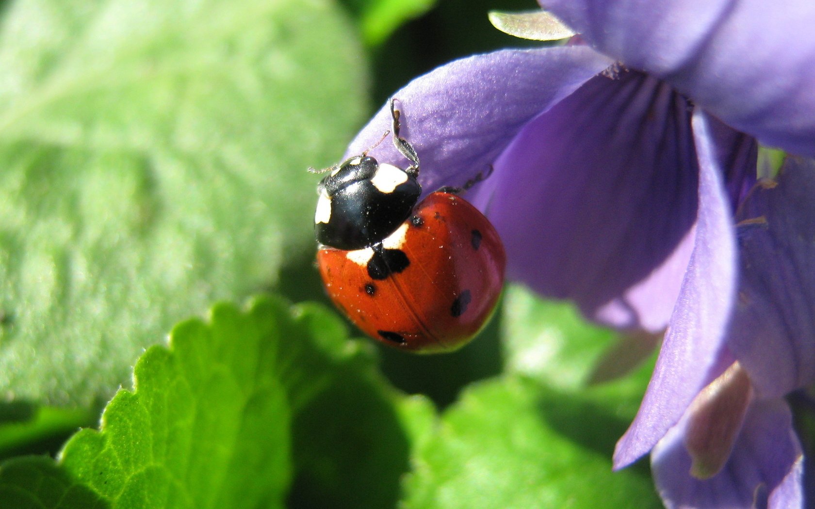 Обои насекомое, божья коровка, синий цветок, insect, ladybug, blue flower разрешение 1920x1200 Загрузить