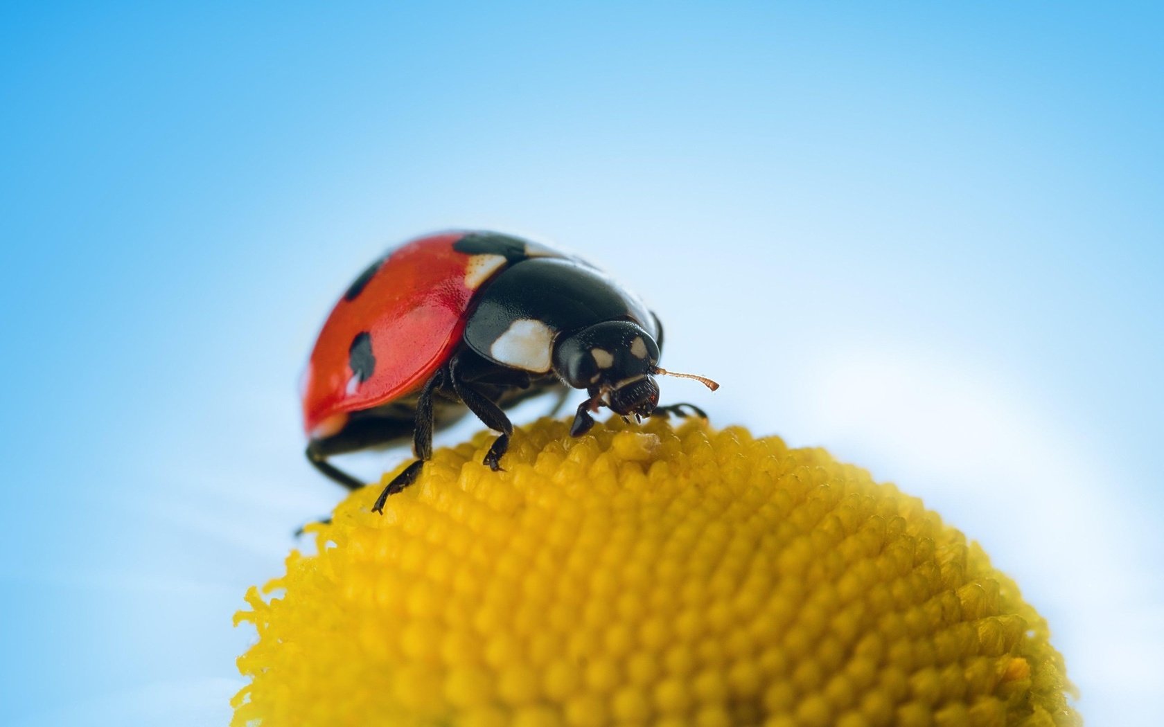 Обои небо, макро, цветок, насекомые, божья коровка, the sky, macro, flower, insects, ladybug разрешение 1920x1280 Загрузить