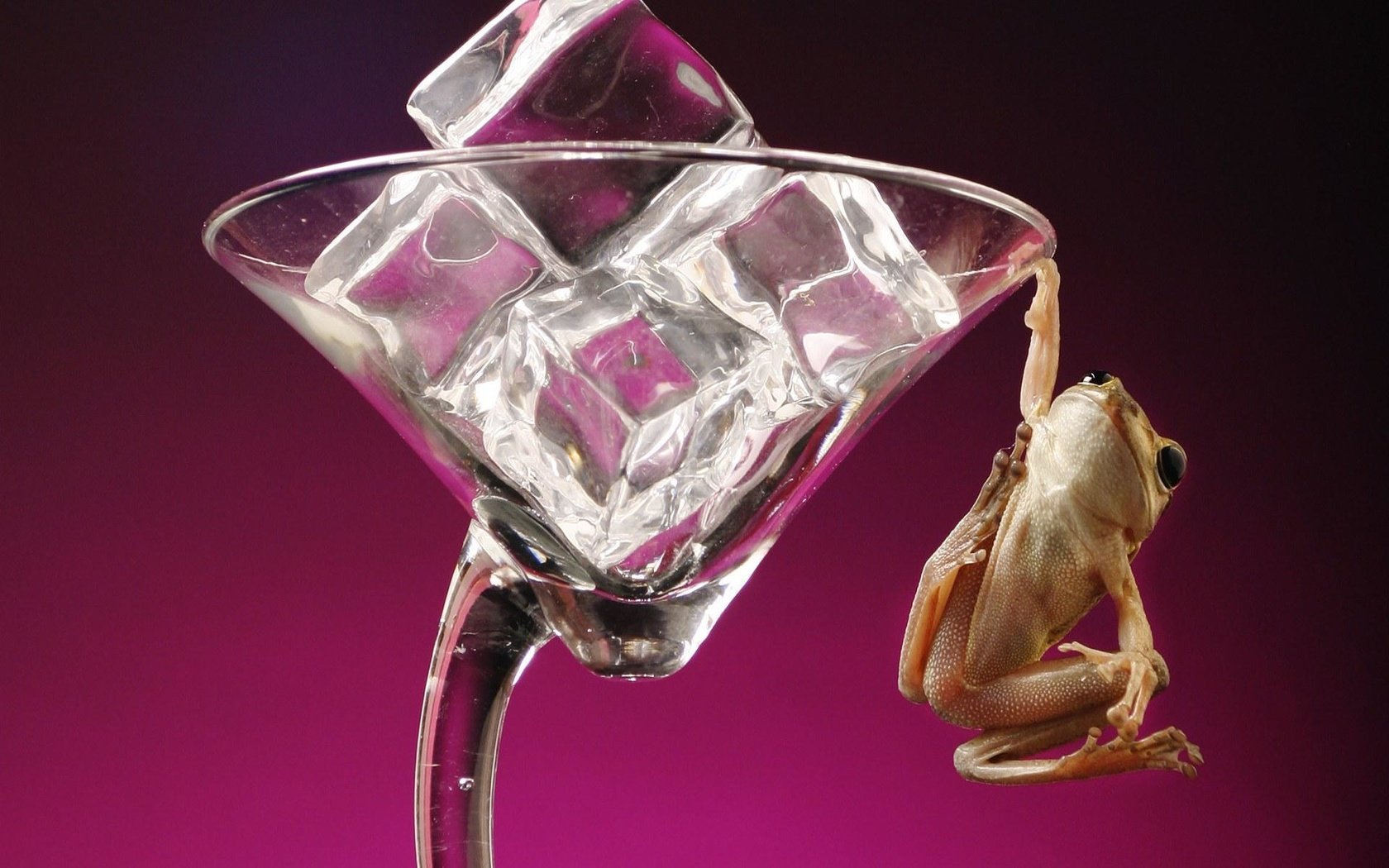 Обои лягушка, фужер, кубики льда, frog, glass, ice cubes разрешение 1920x1200 Загрузить