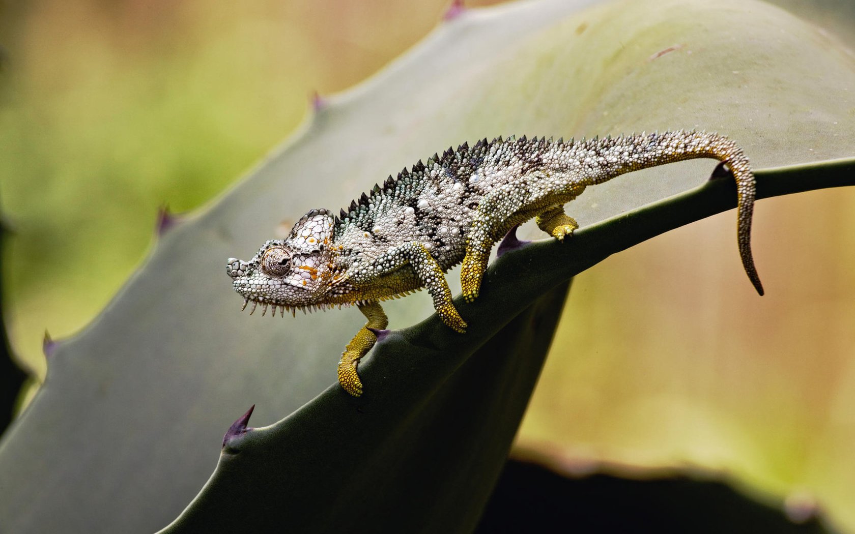 Обои лист, ящерица, колючки, растение, хамелеон, sheet, lizard, barb, plant, chameleon разрешение 1920x1200 Загрузить