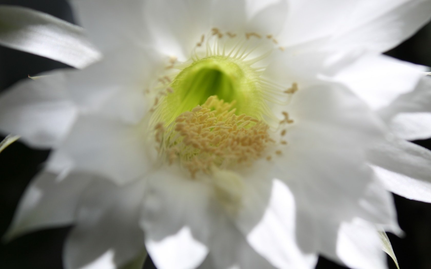 Обои цветок, лепестки, белый, нежный, кактус, flower, petals, white, gentle, cactus разрешение 1920x1280 Загрузить