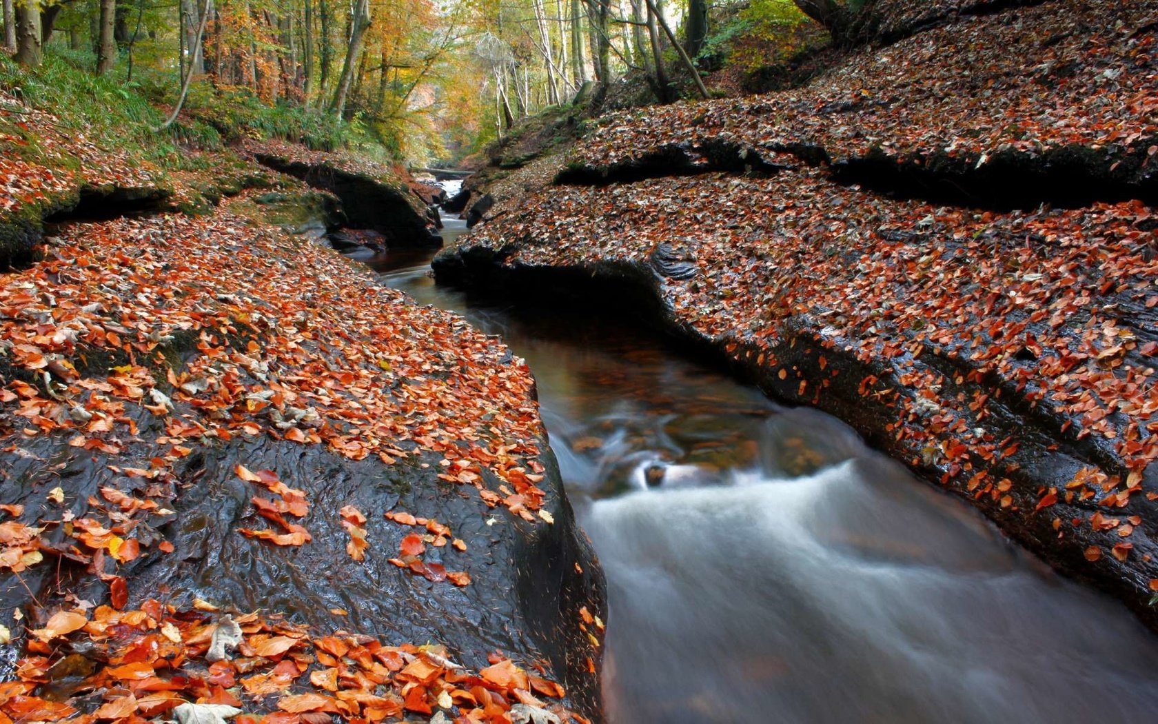 Обои деревья, лес, ручей, осень, листопад, осенние листья, trees, forest, stream, autumn, falling leaves, autumn leaves разрешение 1920x1200 Загрузить