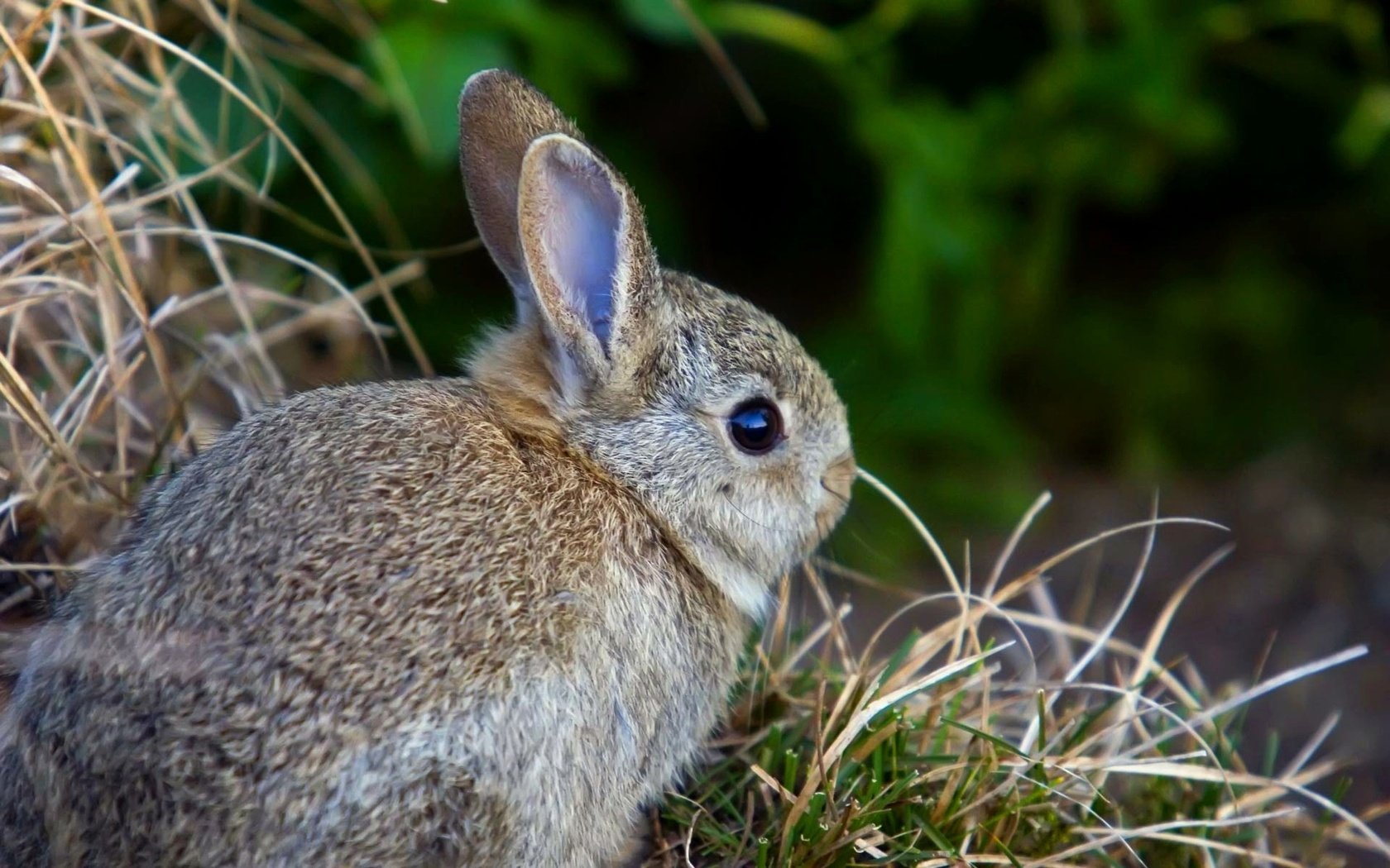 Обои трава, заяц, зайчик, зайчонок, grass, hare, bunny разрешение 1920x1200 Загрузить