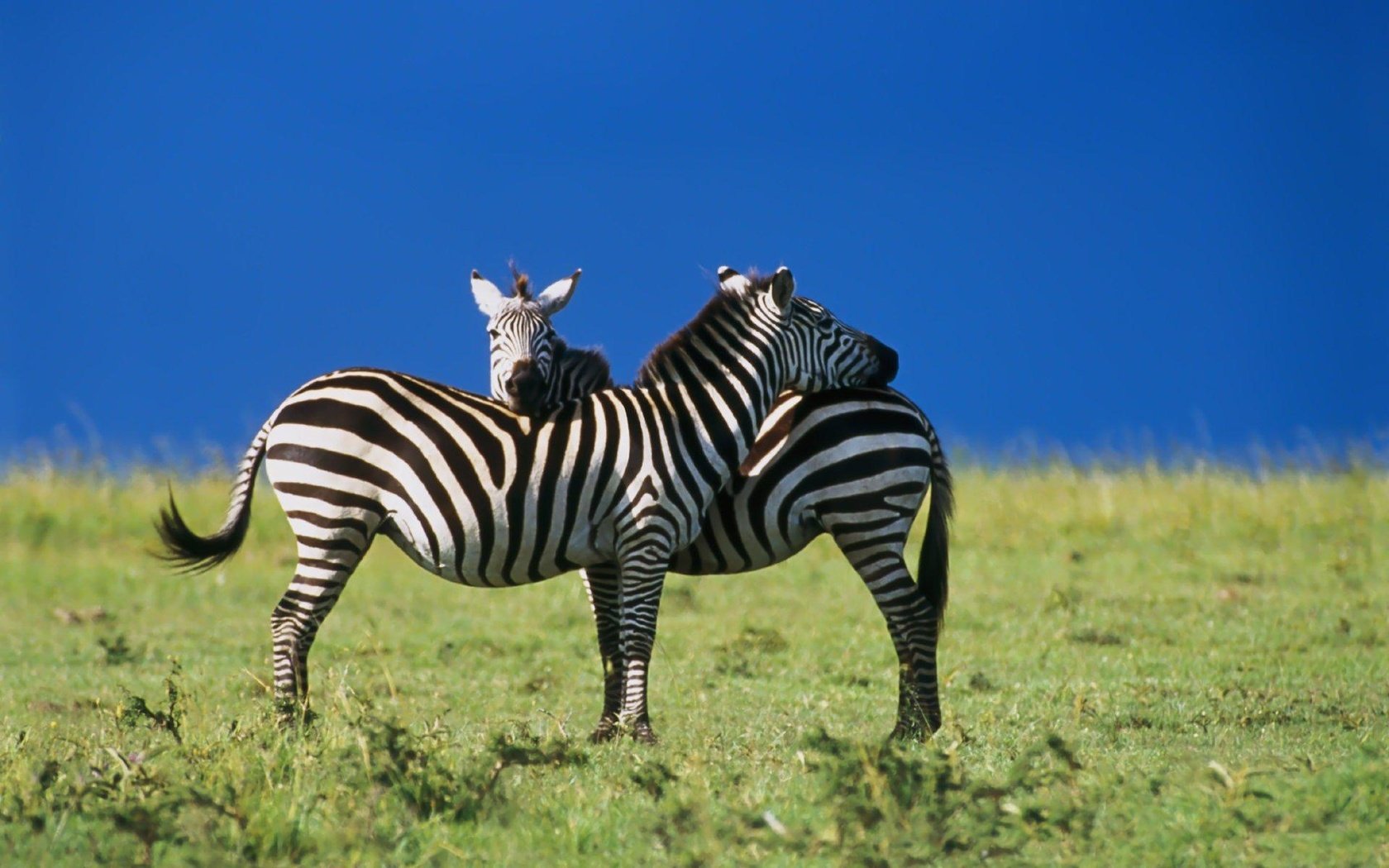 Обои зебра, любовь, zebra, love разрешение 1920x1200 Загрузить