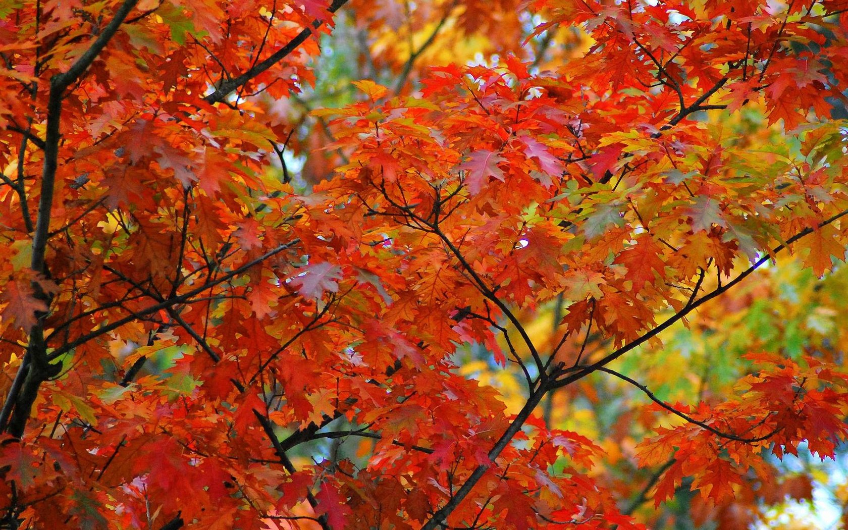 Обои дерево, листья, макро, ветки, осень, клен, кленовый лист, tree, leaves, macro, branches, autumn, maple, maple leaf разрешение 1920x1200 Загрузить