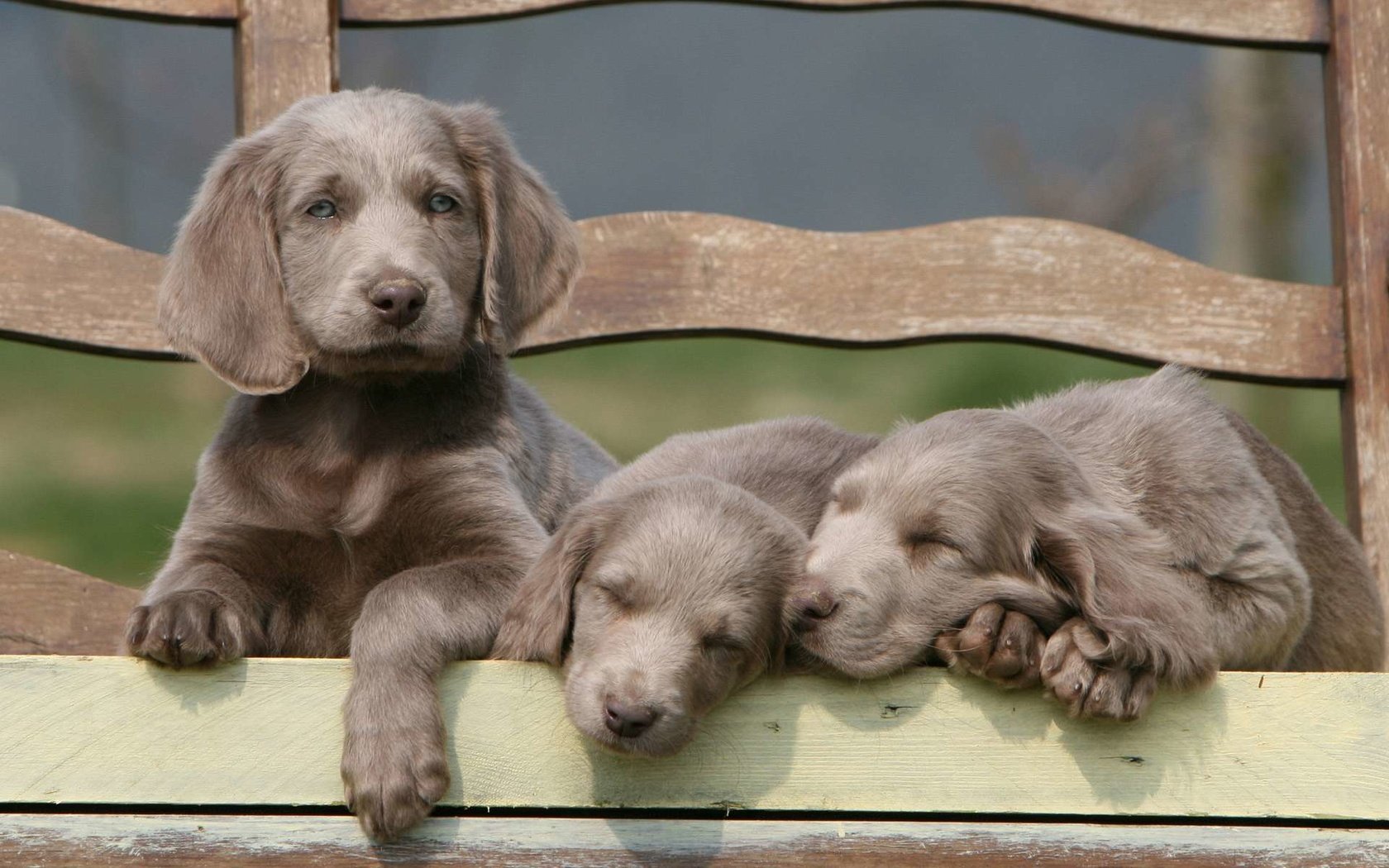 Обои щенок, щенки, лавочка, собаки, веймаранер, puppy, puppies, shop, dogs, the weimaraner разрешение 1920x1200 Загрузить