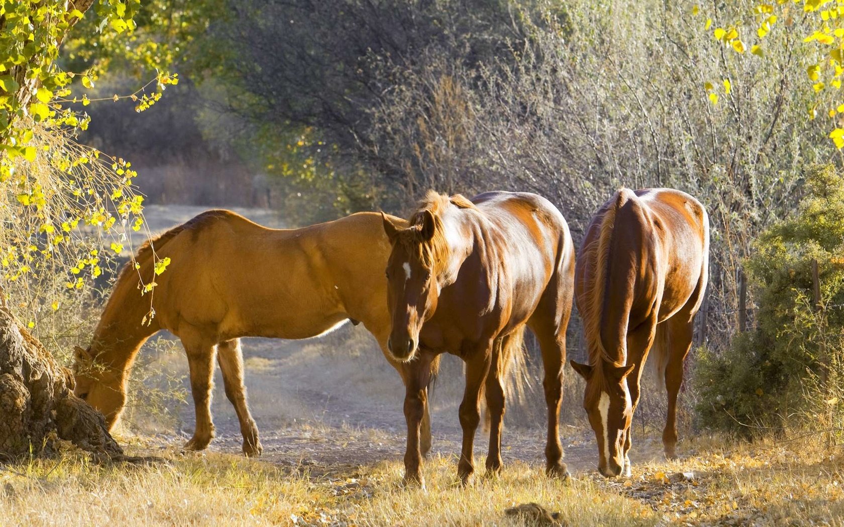 Обои природа, осень, лошади, конь, nature, autumn, horse разрешение 1920x1200 Загрузить