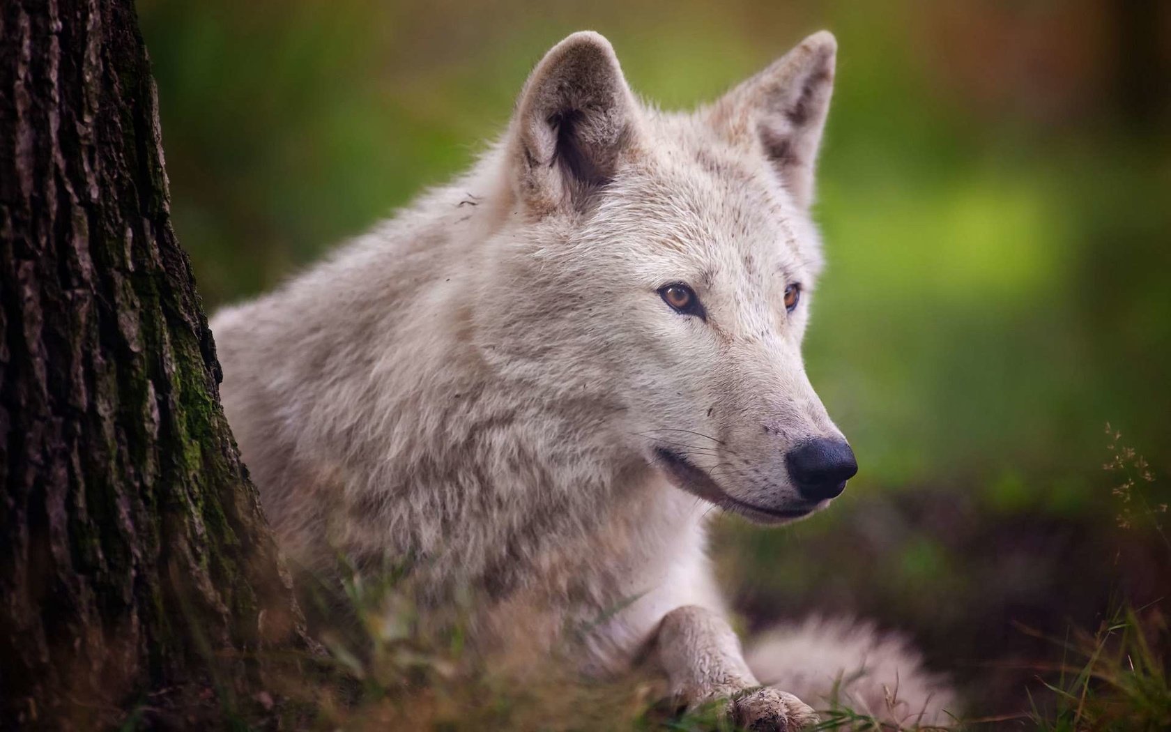 Обои дерево, взгляд, белый, хищник, волк, арктический волк, tree, look, white, predator, wolf, arctic wolf разрешение 1920x1200 Загрузить