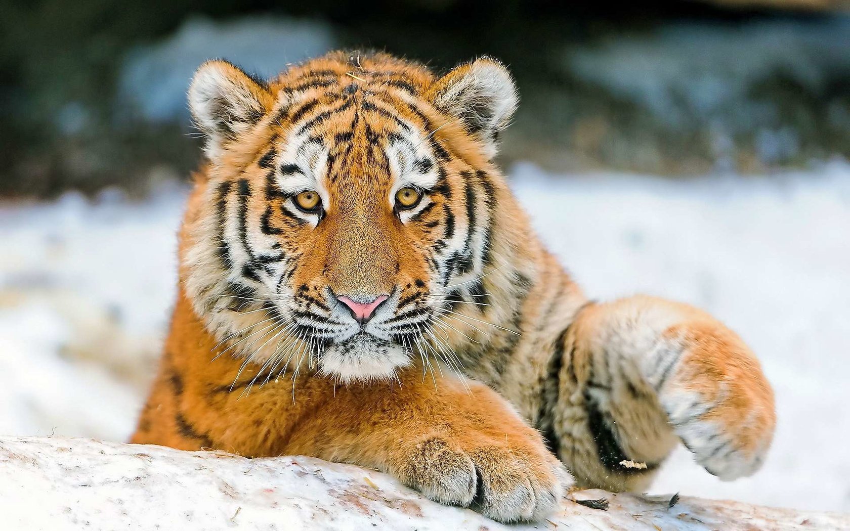 Обои тигр, морда, снег, зима, лапа, детеныш, tiger, face, snow, winter, paw, cub разрешение 1920x1200 Загрузить