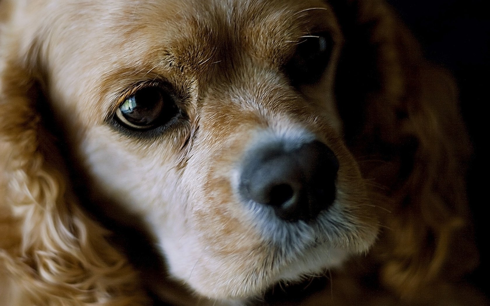 Обои морда, взгляд, собака, американский, кокер-спаниель, face, look, dog, american, cocker spaniel разрешение 1920x1200 Загрузить