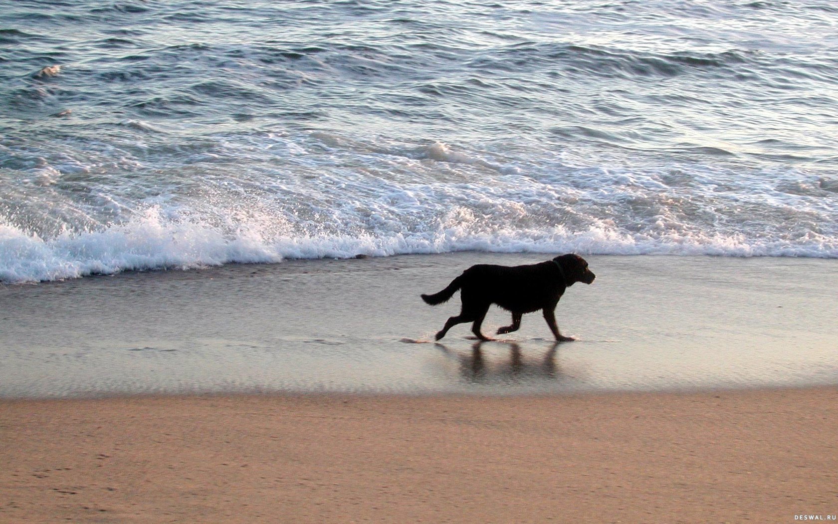 Обои море, песок, пляж, прогулка, собака., sea, sand, beach, walk, dog. разрешение 1920x1200 Загрузить