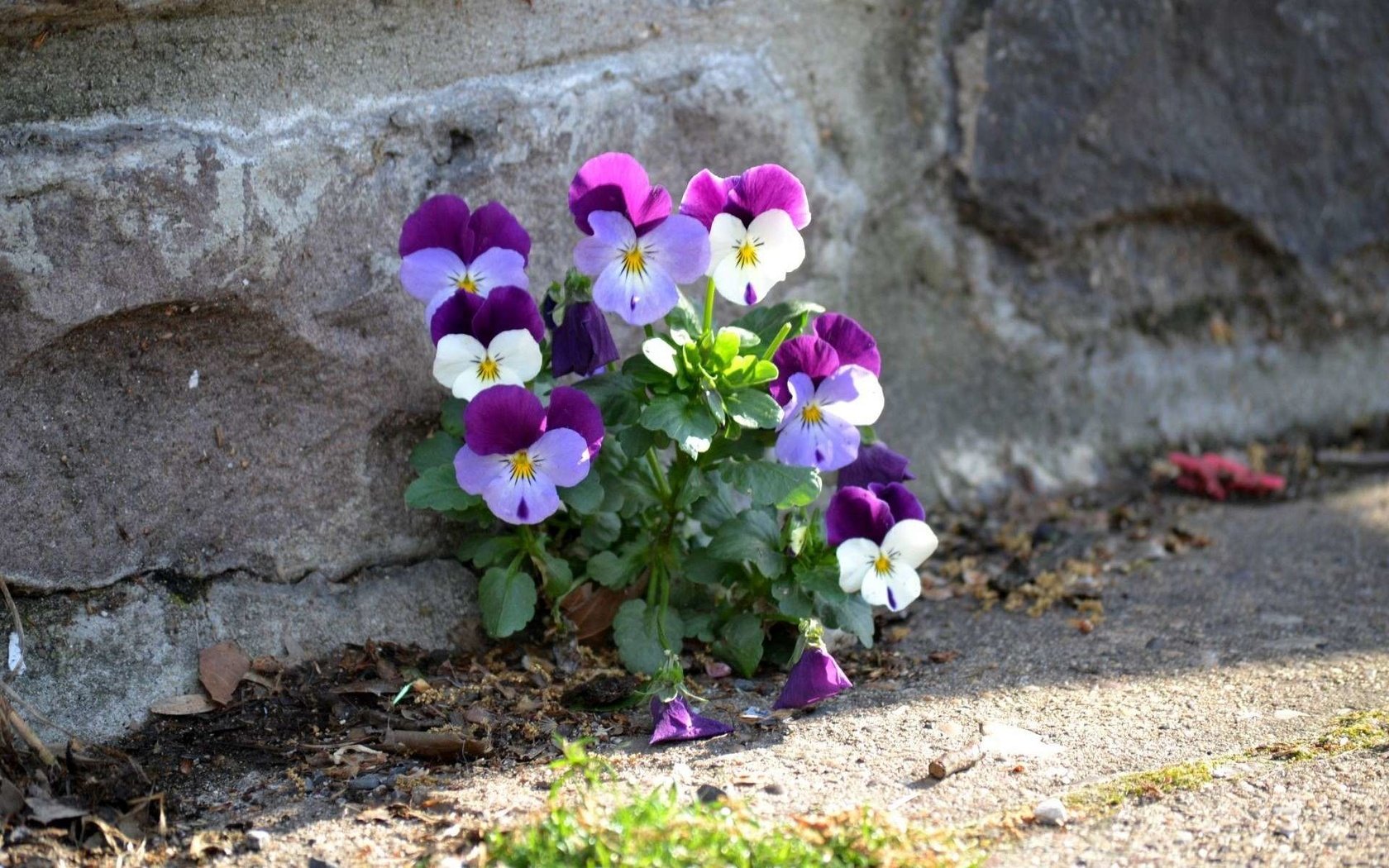 Обои цветы, стена, анютины глазки, садовые фиалки, flowers, wall, pansy, garden violets разрешение 1920x1200 Загрузить