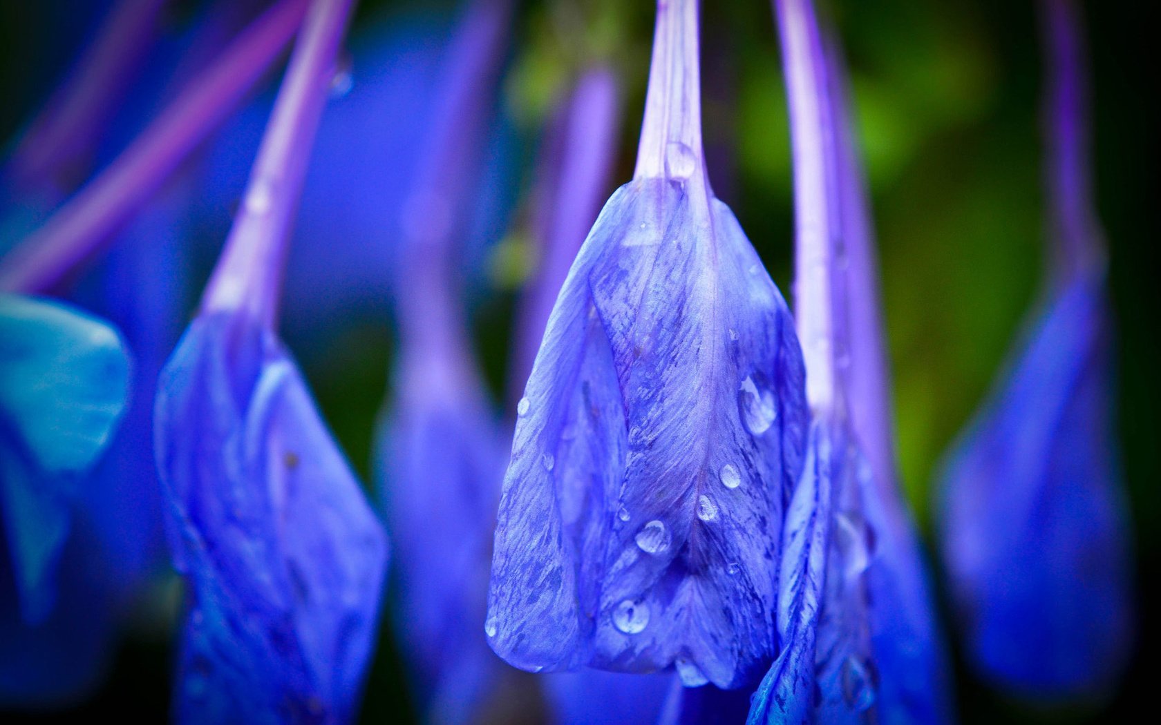 Обои цветы, бутоны, макро, капли, лепестки, дождь, синие, flowers, buds, macro, drops, petals, rain, blue разрешение 1920x1200 Загрузить