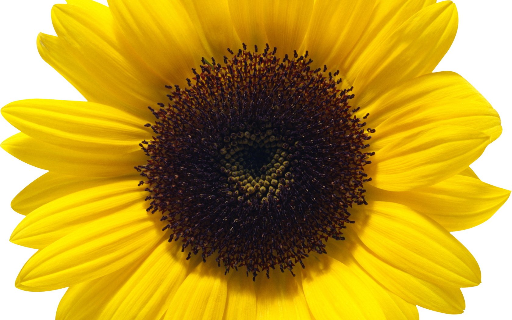 Обои цветок, лепестки, подсолнух, белый фон, flower, petals, sunflower, white background разрешение 2649x2648 Загрузить