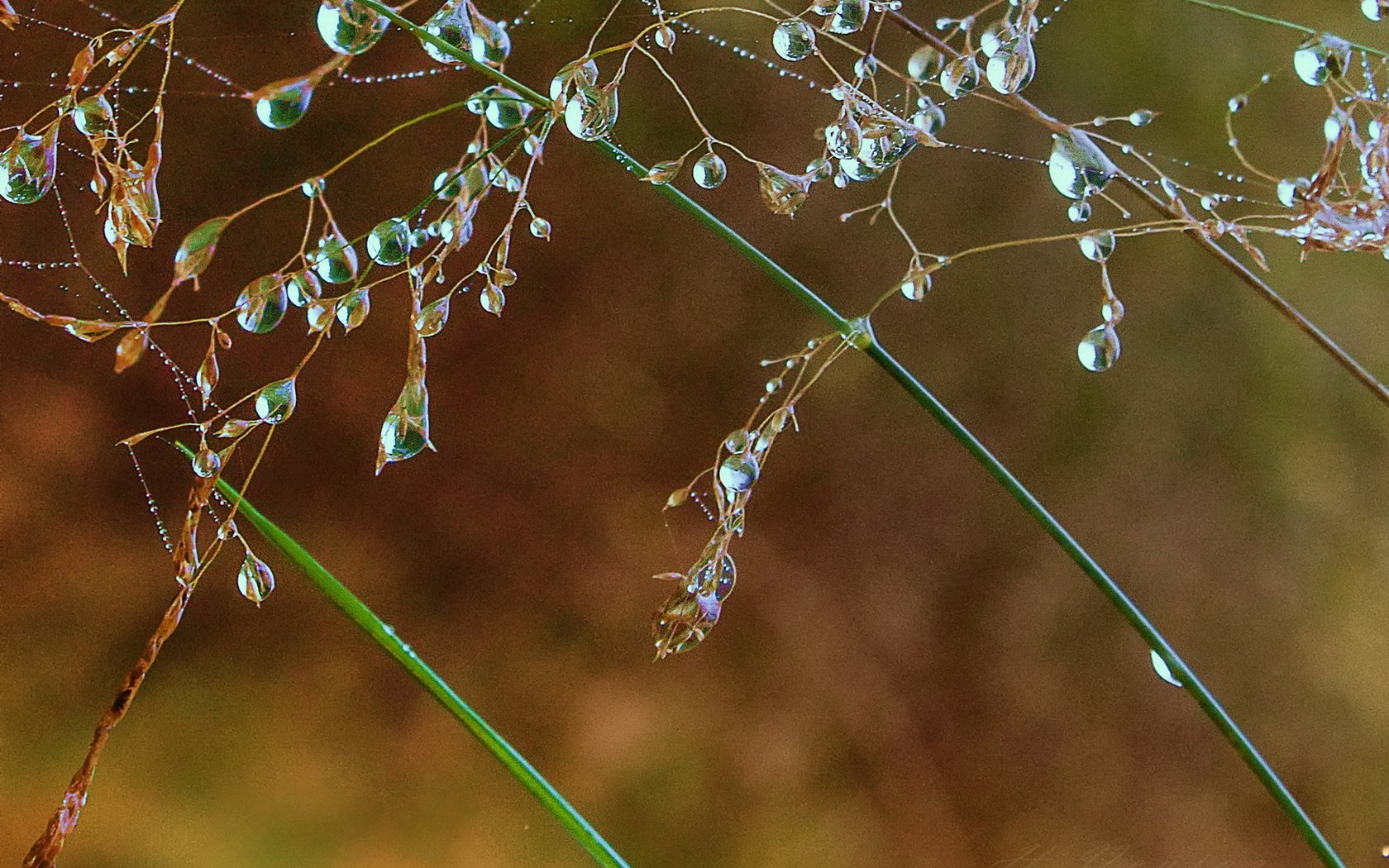 Обои трава, природа, макро, роса, капли, grass, nature, macro, rosa, drops разрешение 1920x1200 Загрузить