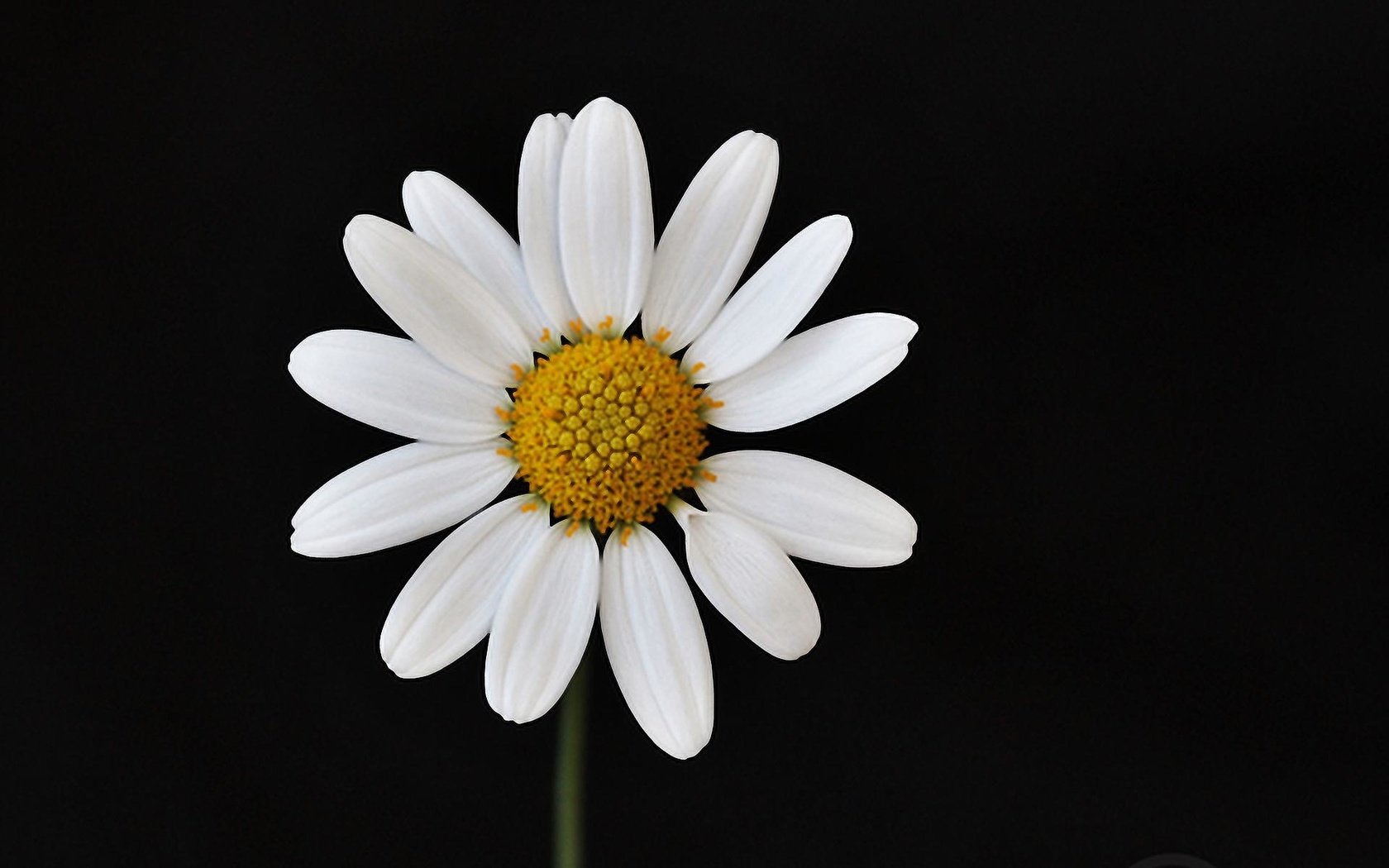 Обои макро, цветок, лепестки, ромашка, черный фон, macro, flower, petals, daisy, black background разрешение 1920x1200 Загрузить