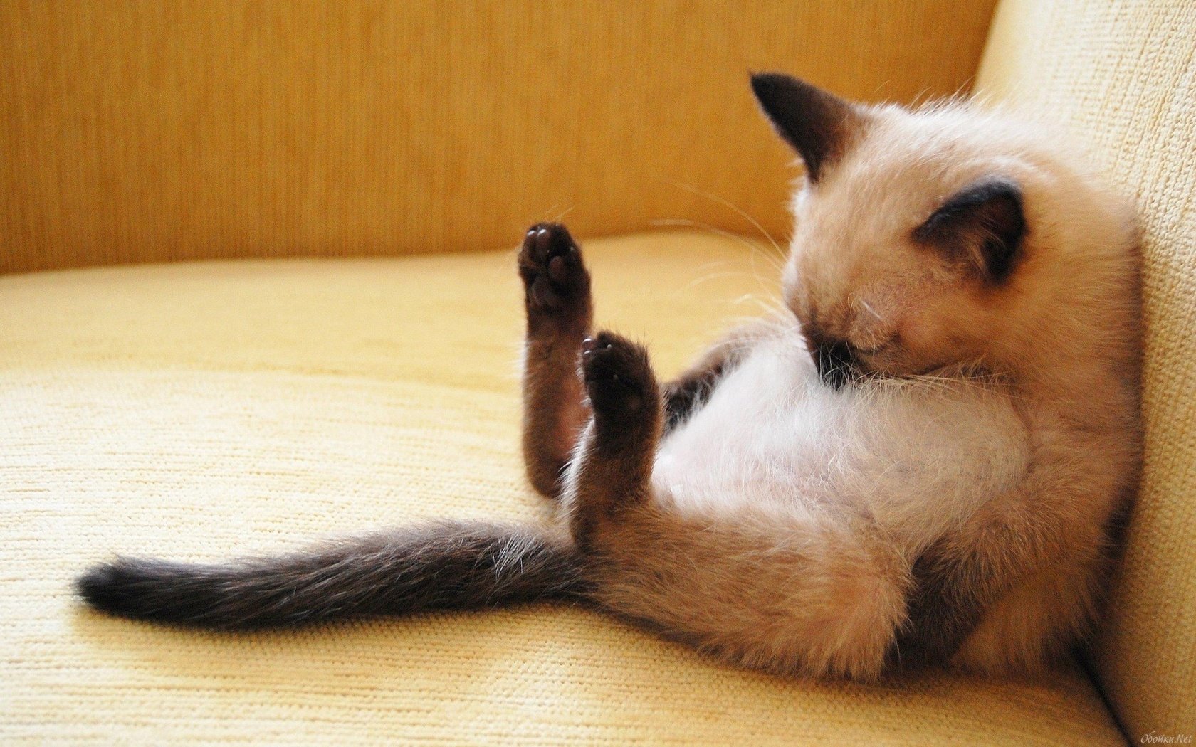 Обои поза, кошка, котенок, спит, малыш, сиамский, смешной, pose, cat, kitty, sleeping, baby, siamese, funny разрешение 1920x1200 Загрузить