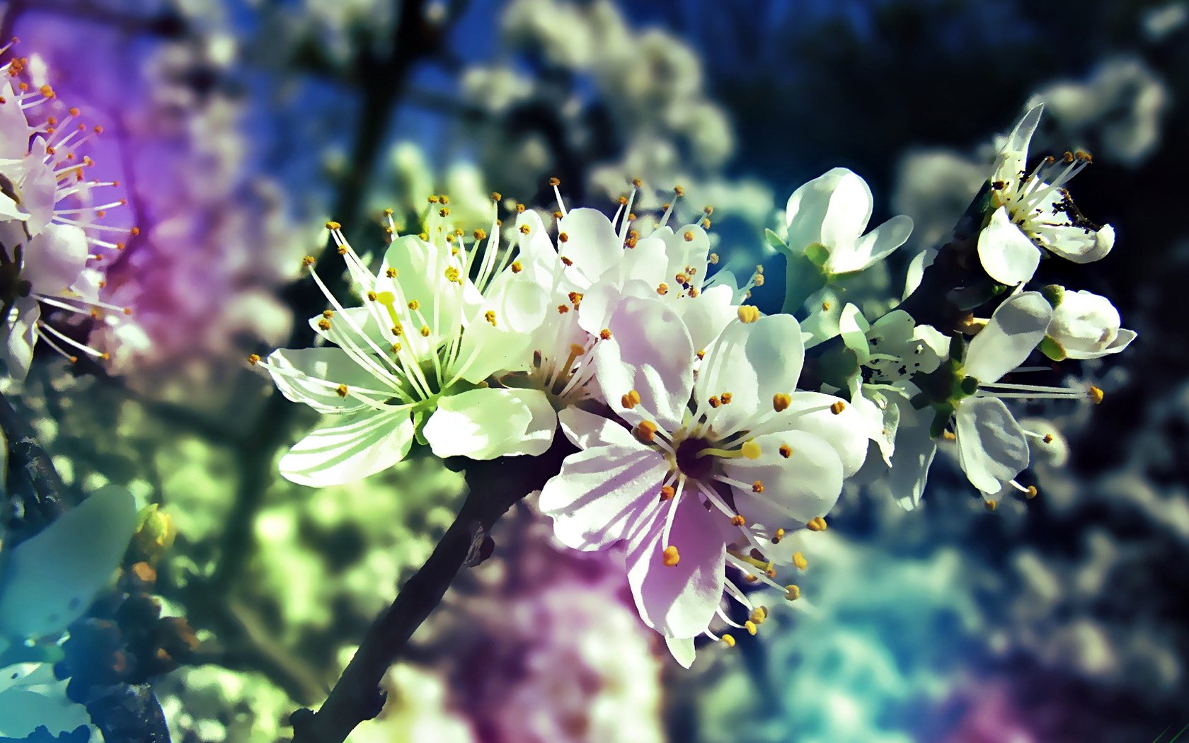 Обои дерево, цветение, ветки, весна, tree, flowering, branches, spring разрешение 1920x1080 Загрузить