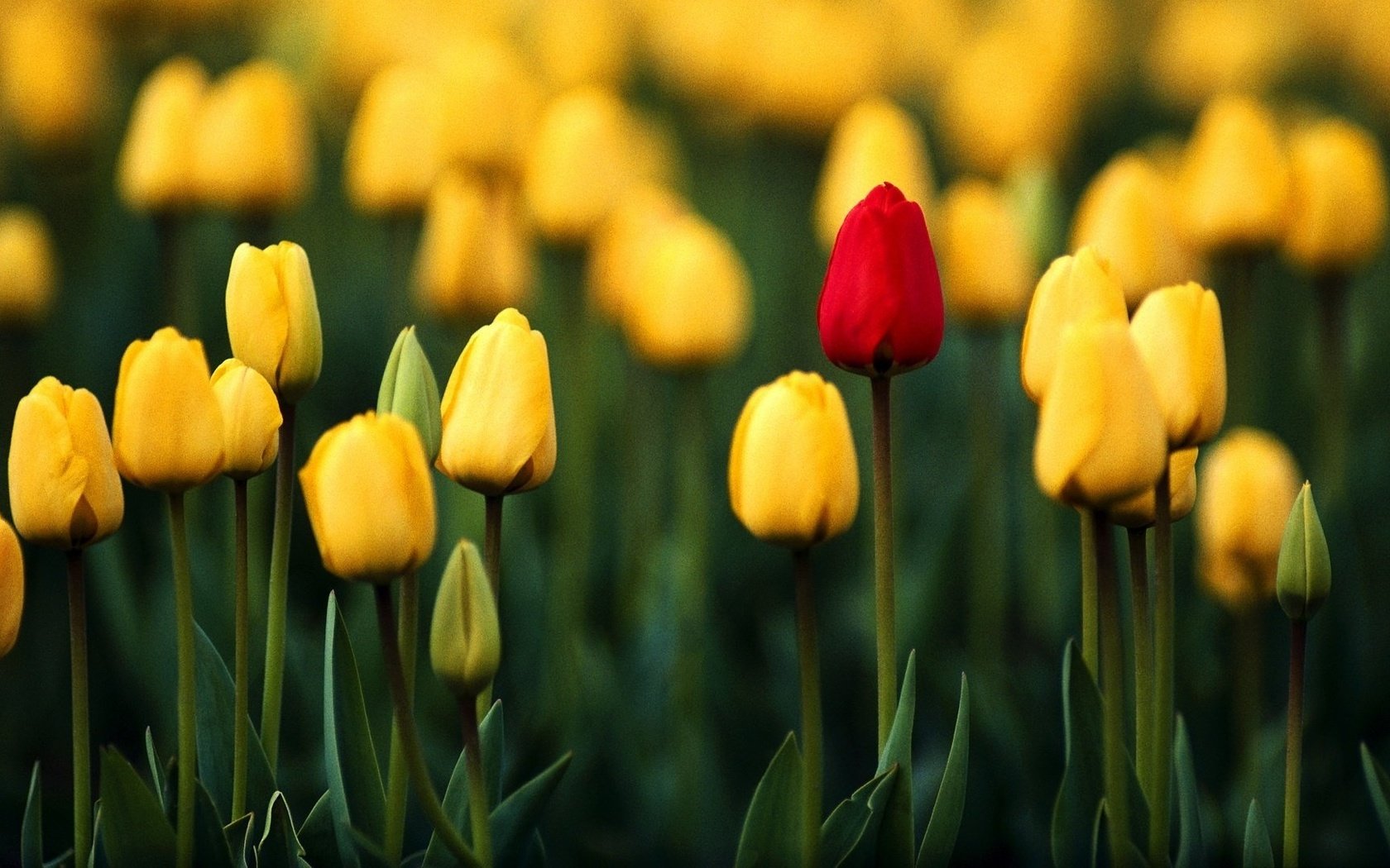 Обои цветы, бутоны, весна, тюльпаны, flowers, buds, spring, tulips разрешение 1920x1080 Загрузить