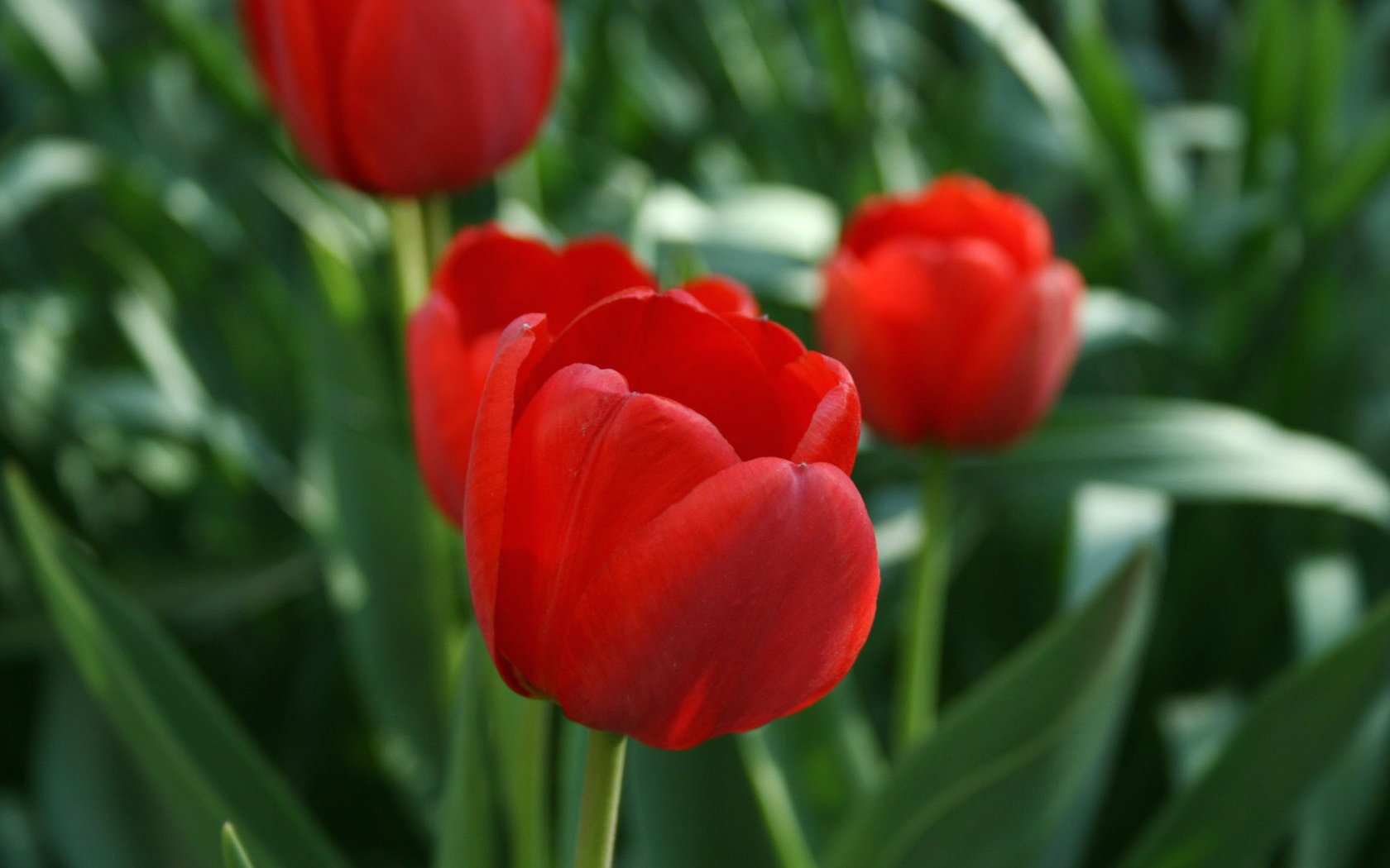 Обои цветы, зелень, весна, тюльпаны, flowers, greens, spring, tulips разрешение 1920x1080 Загрузить