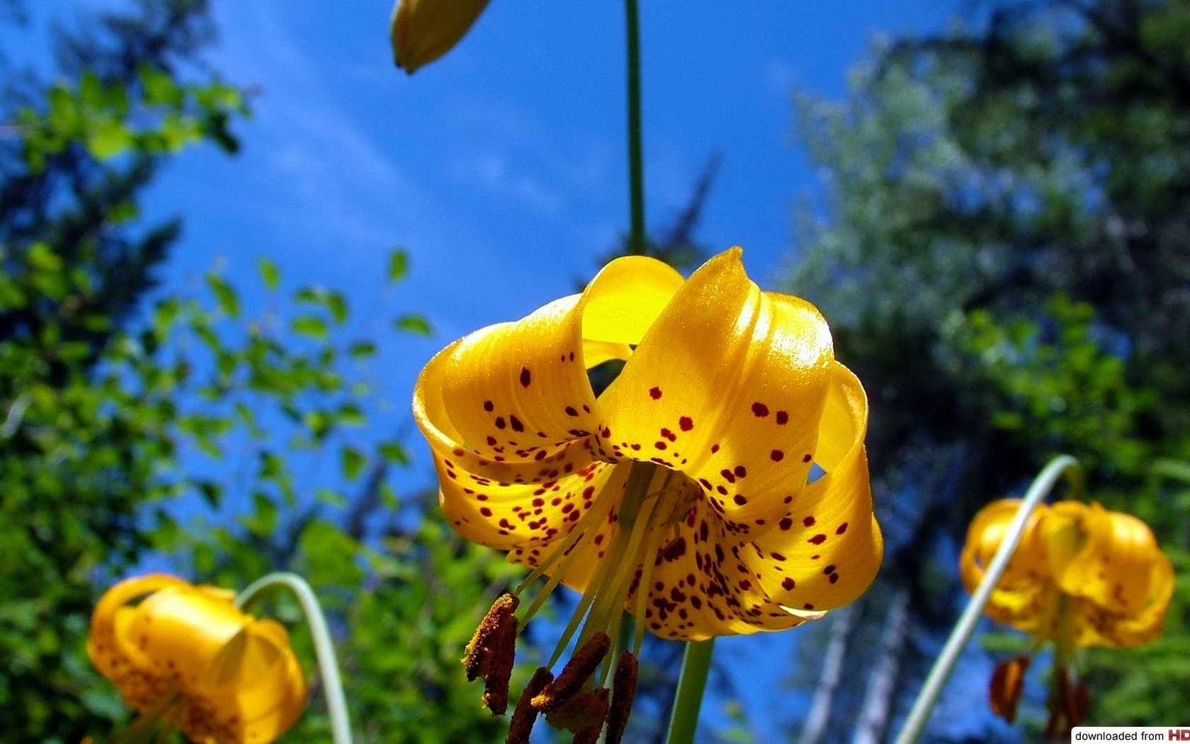 Обои небо, цветы, лепестки, тычинки, лилии, желтые, the sky, flowers, petals, stamens, lily, yellow разрешение 1920x1080 Загрузить