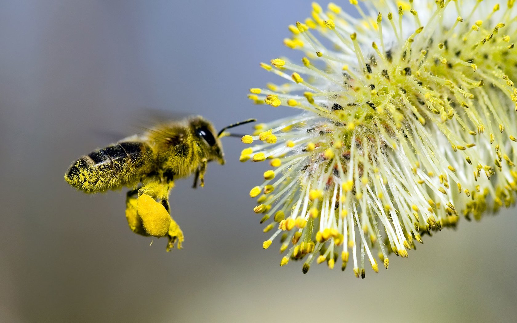 Обои макро, насекомые, пчела, нектар, верба, опыление, macro, insects, bee, nectar, verba, pollination разрешение 1920x1200 Загрузить