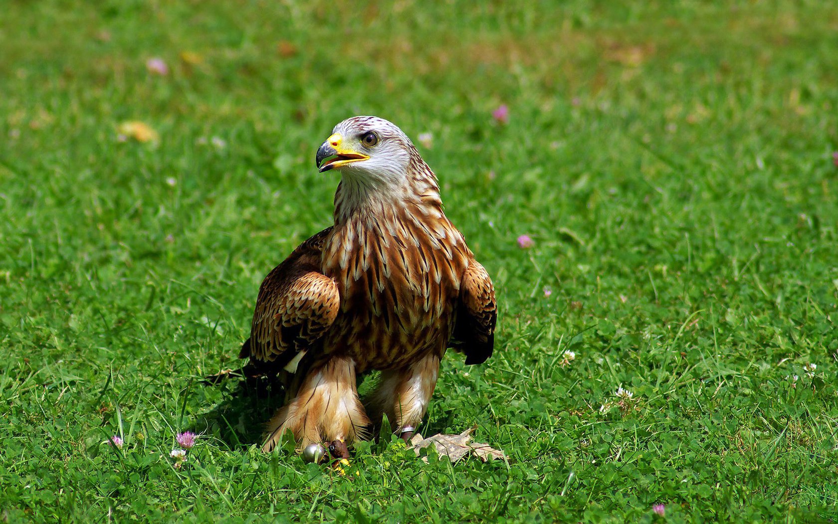 Обои трава, красный, птица, клюв, коршун, когти, хищная, grass, red, bird, beak, kite, claws, predatory разрешение 1920x1080 Загрузить