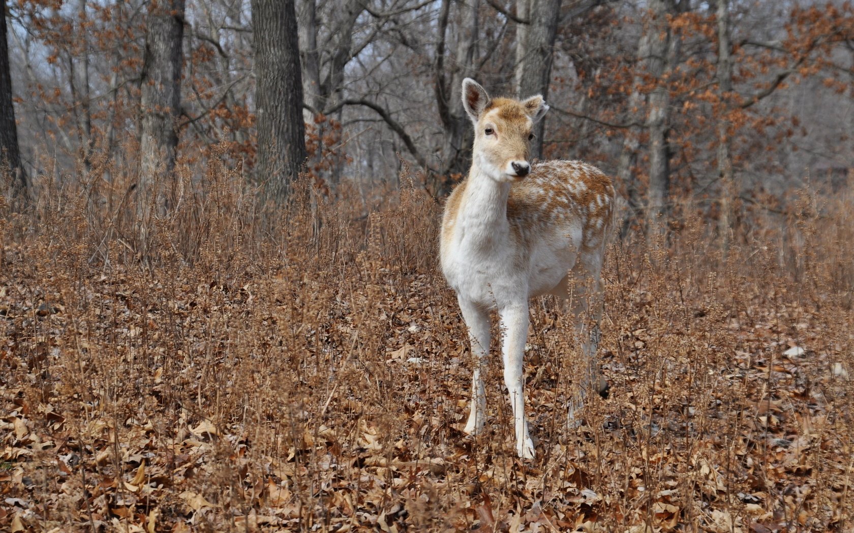 Обои природа, лес, олень, осень, nature, forest, deer, autumn разрешение 2560x1600 Загрузить