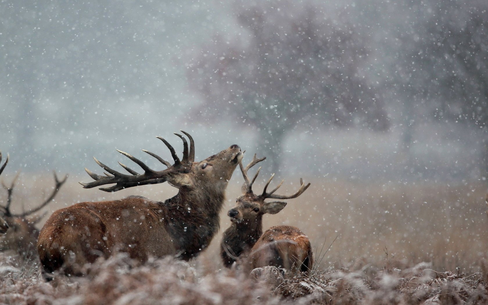 Обои снег, природа, зима, рога, олени, лось, snow, nature, winter, horns, deer, moose разрешение 1920x1200 Загрузить