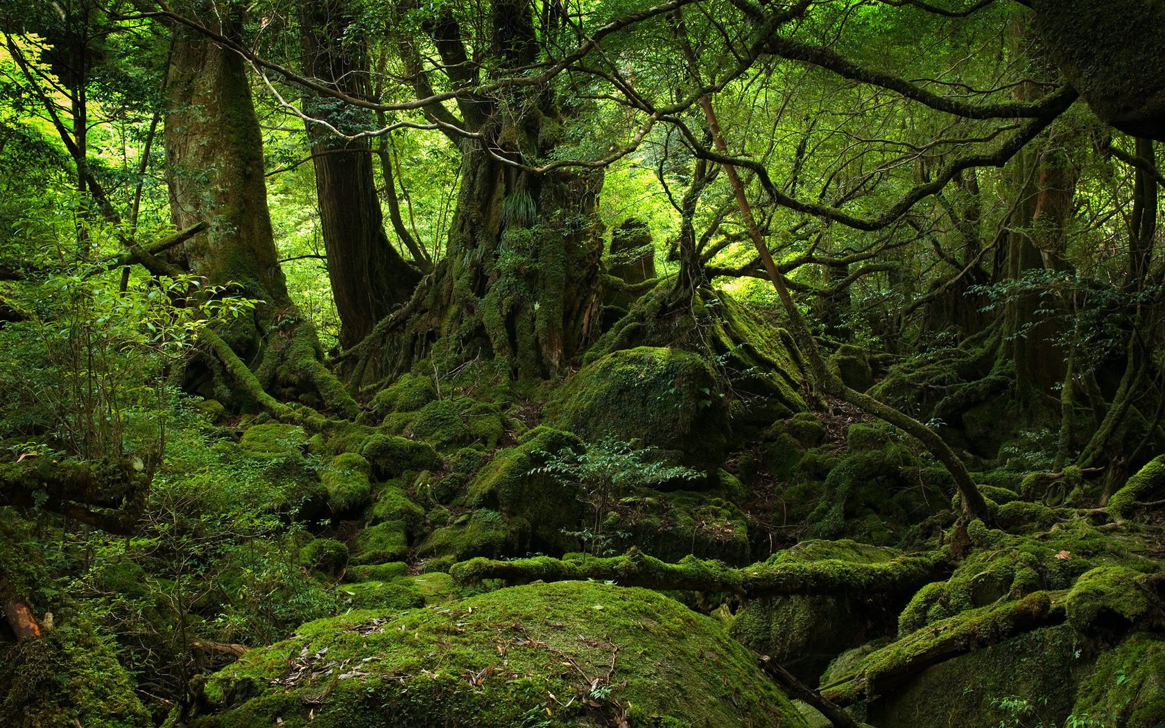 Обои деревья, камни, лес, мох, корни, новая зеландия, trees, stones, forest, moss, roots, new zealand разрешение 1920x1200 Загрузить