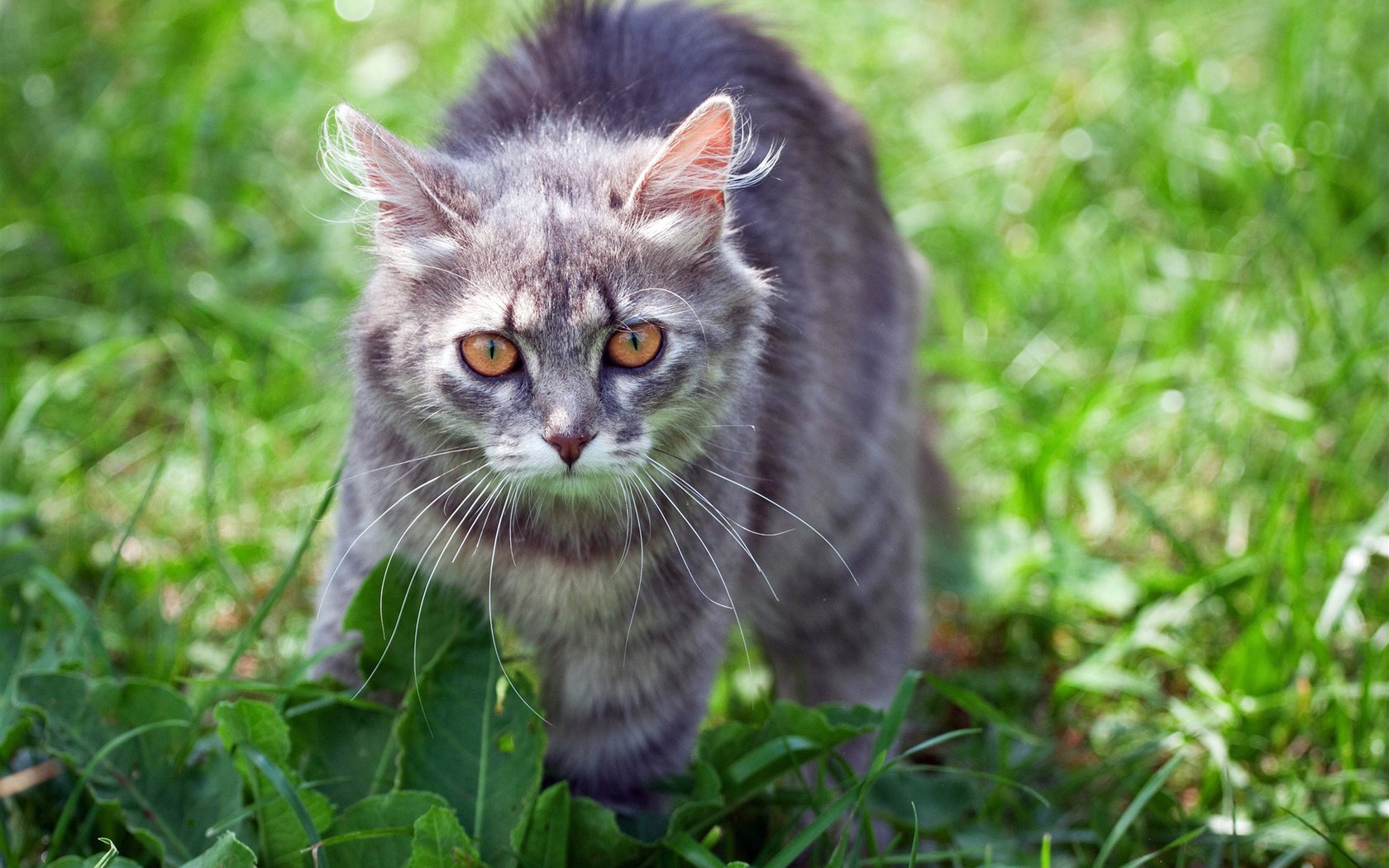 Обои трава, кот, лето, кошка, взгляд, серый кот, grass, cat, summer, look, grey cat разрешение 1920x1200 Загрузить