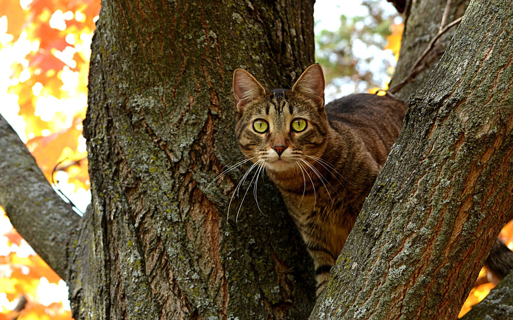 Обои дерево, кот, ветви, кошка, осень, ствол, котэ, глазища, tree, cat, branch, autumn, trunk, kote, eyes разрешение 1920x1200 Загрузить