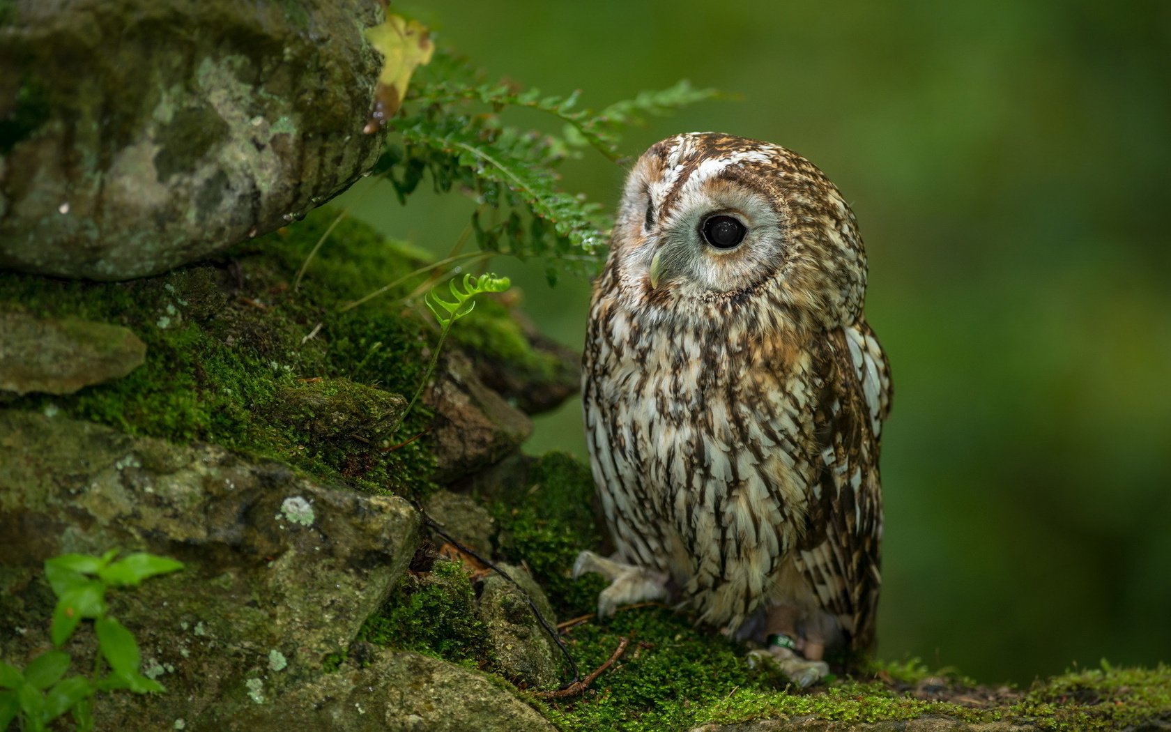 Обои совенок, сова, камни, лес, взгляд, хищник, птица, мох, папоротник, owlet, owl, stones, forest, look, predator, bird, moss, fern разрешение 1920x1200 Загрузить