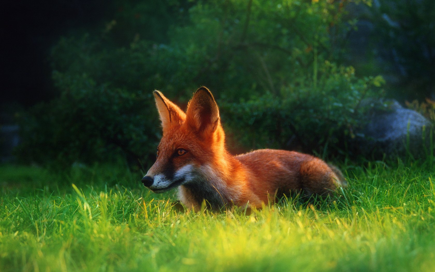 Обои трава, лето, рыжая, лиса, лисица, grass, summer, red, fox разрешение 2034x1416 Загрузить