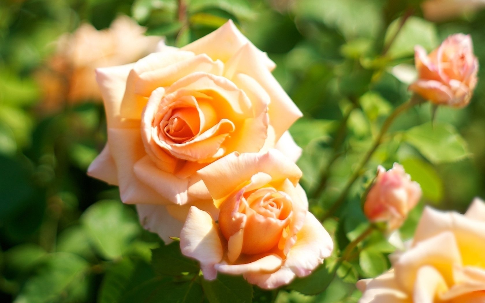 Обои цветы, макро, розы, роза, куст, оранжевые, чайные розы, flowers, macro, roses, rose, bush, orange, tea roses разрешение 1920x1200 Загрузить