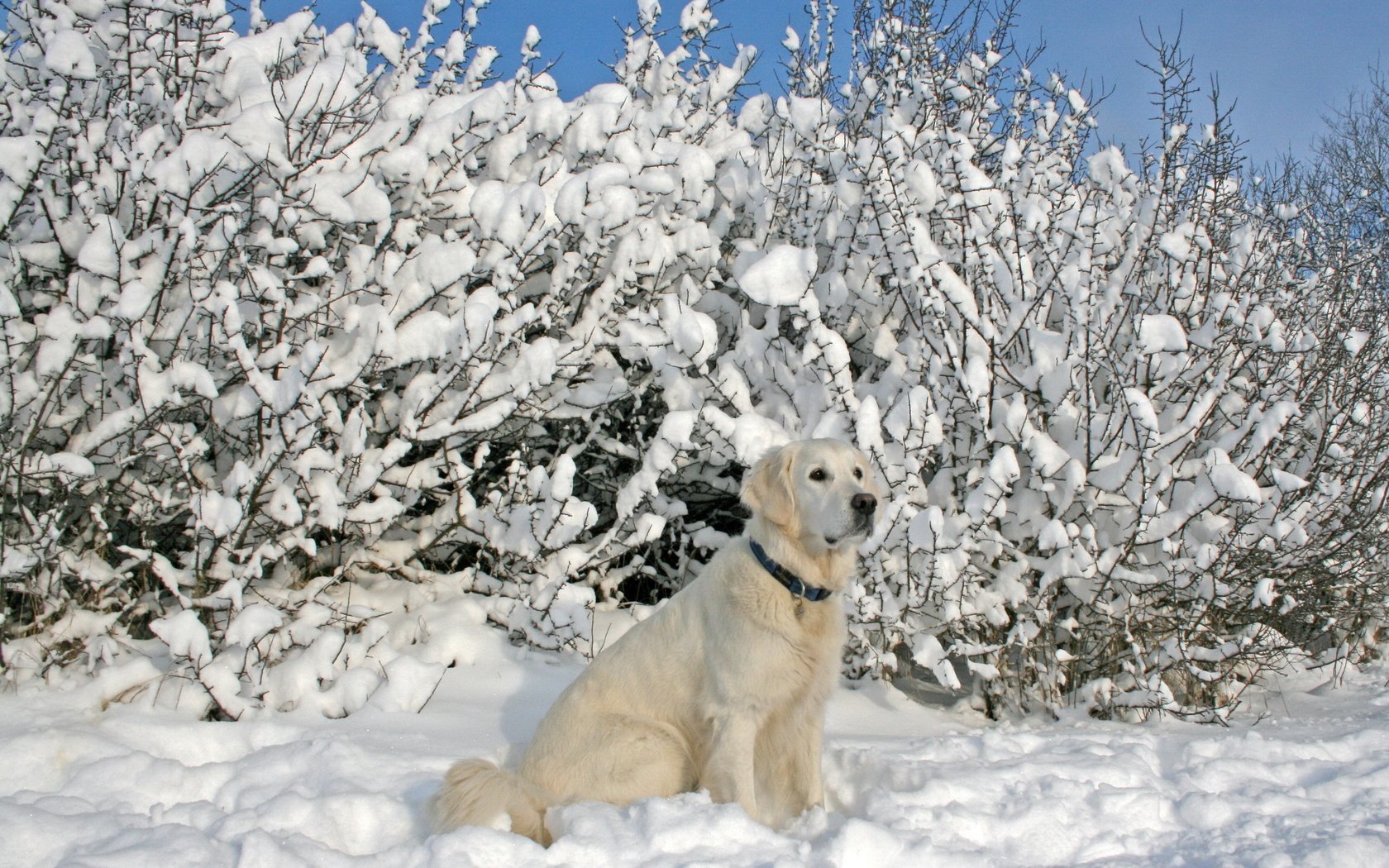 Обои снег, зима, собака, лабрадор, snow, winter, dog, labrador разрешение 2560x1600 Загрузить