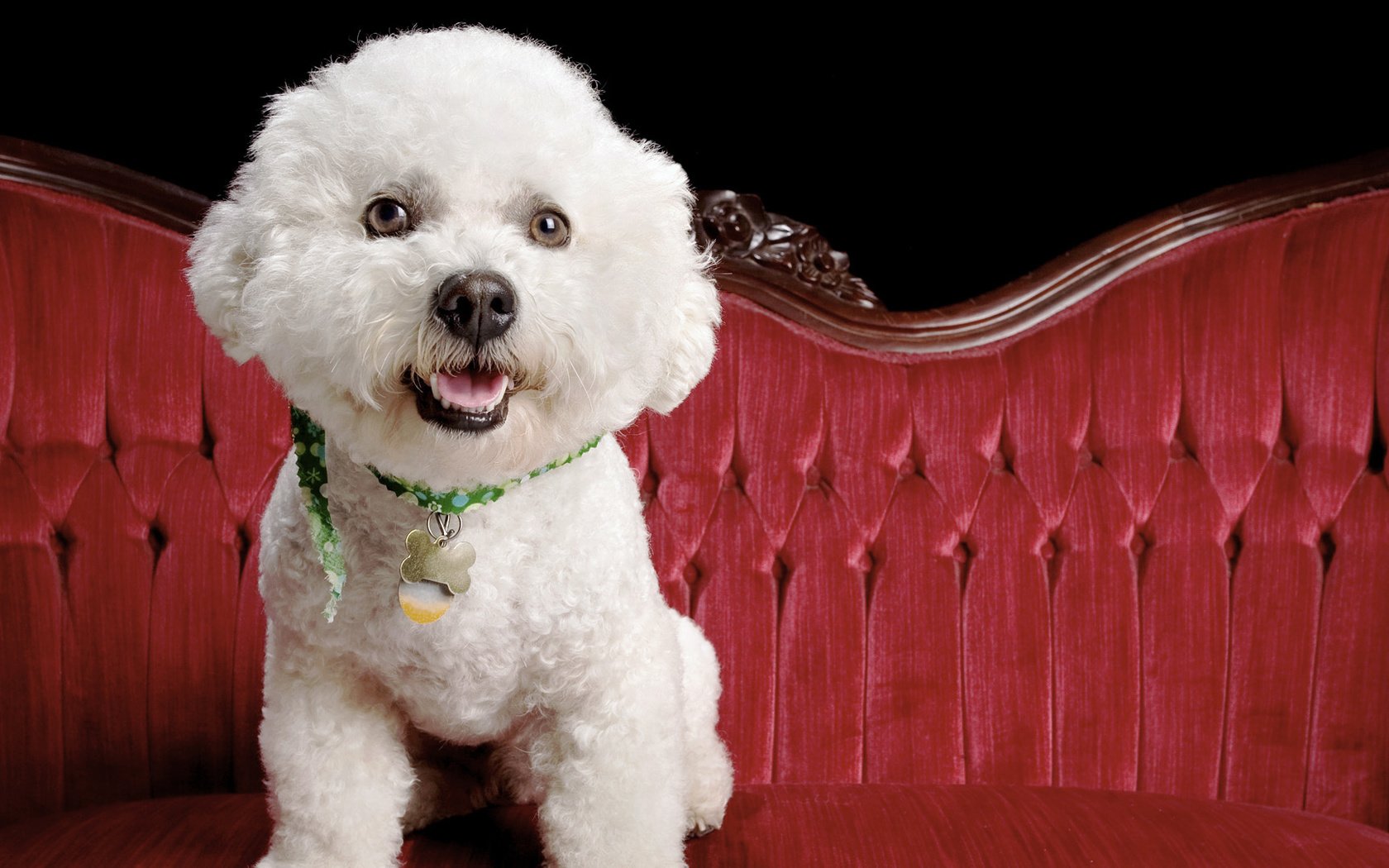 Обои взгляд, собака, диван, бишон фризе, французская болонка, look, dog, sofa, bichon frise, french lapdog разрешение 1920x1080 Загрузить