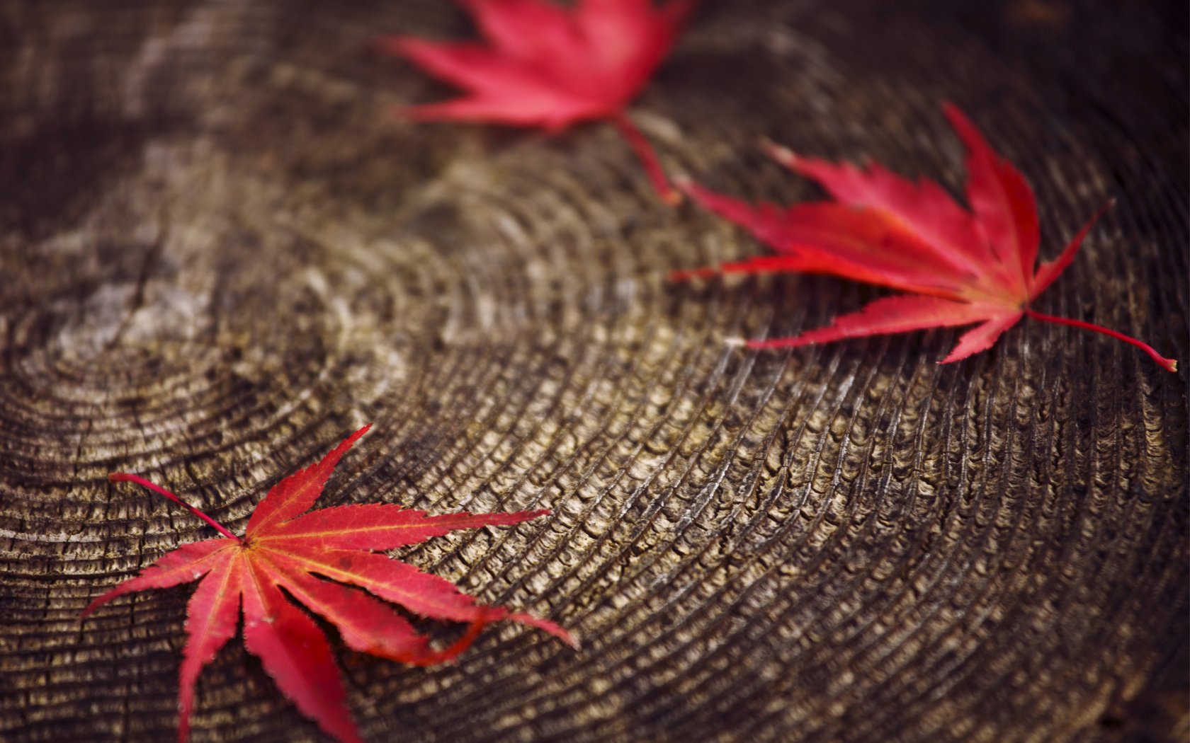 Обои листья, макро, красные, размытость, пенек, осенние, leaves, macro, red, blur, stump, autumn разрешение 2560x1600 Загрузить