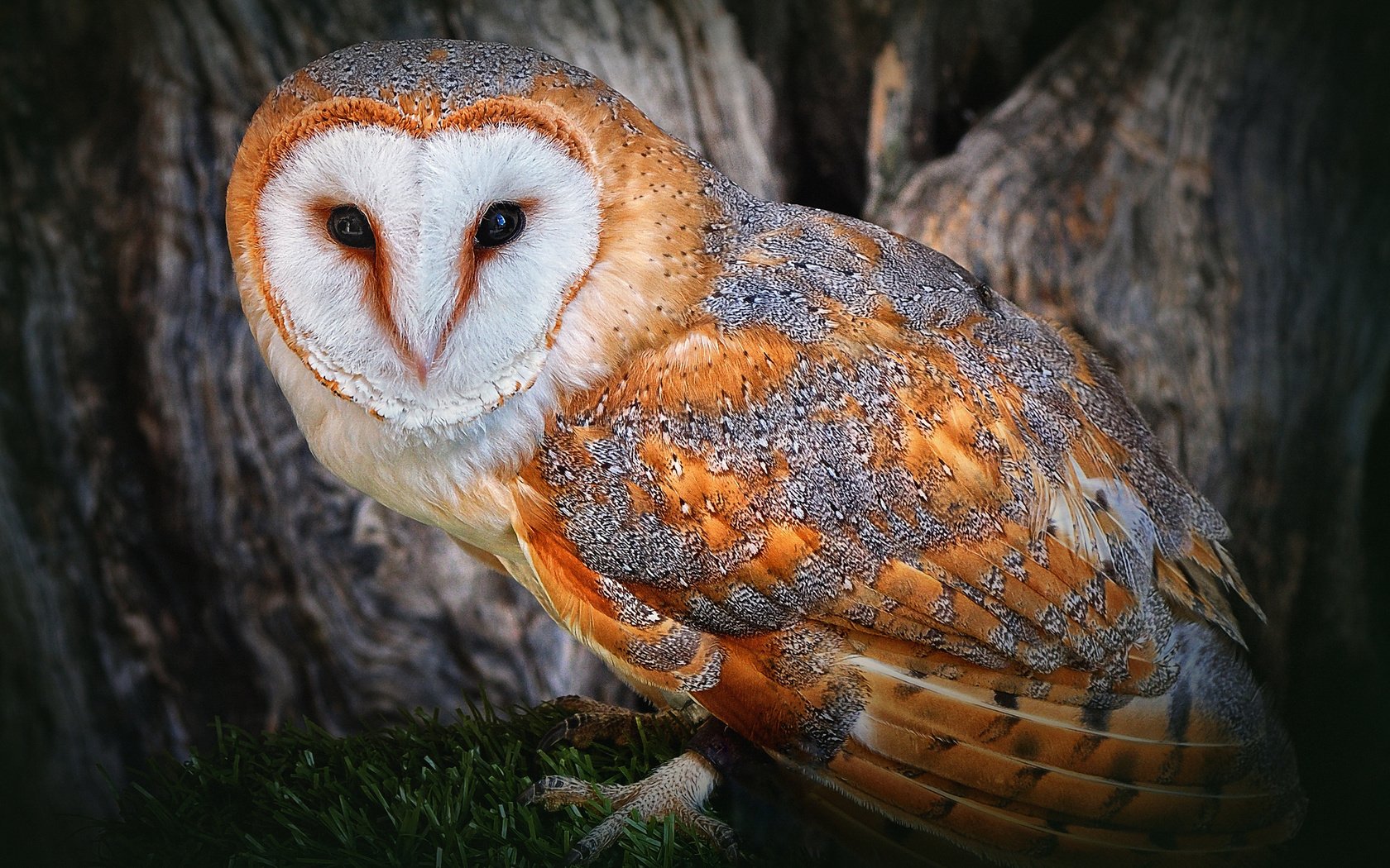 Обои трава, сова, дерево, лес, птица, сипуха, grass, owl, tree, forest, bird, the barn owl разрешение 2560x1600 Загрузить