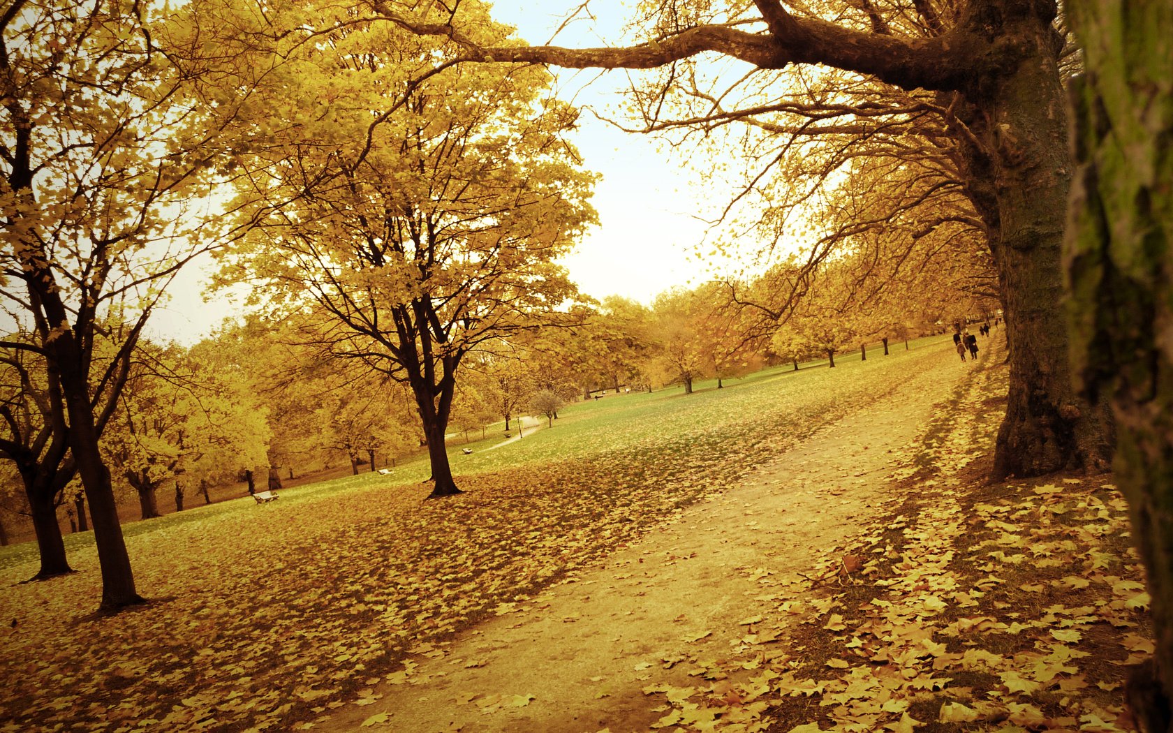 Обои дорога, деревья, желтый, лес, листья, парк, осень, тропинка, road, trees, yellow, forest, leaves, park, autumn, path разрешение 3072x1728 Загрузить