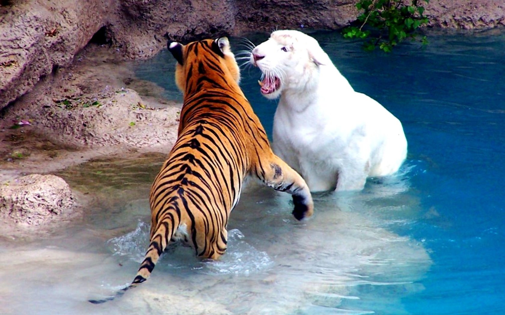 Обои вода, бассейн, зоопарк, альбинос, драка, тигры, water, pool, zoo, albino, fight, tigers разрешение 2000x1500 Загрузить