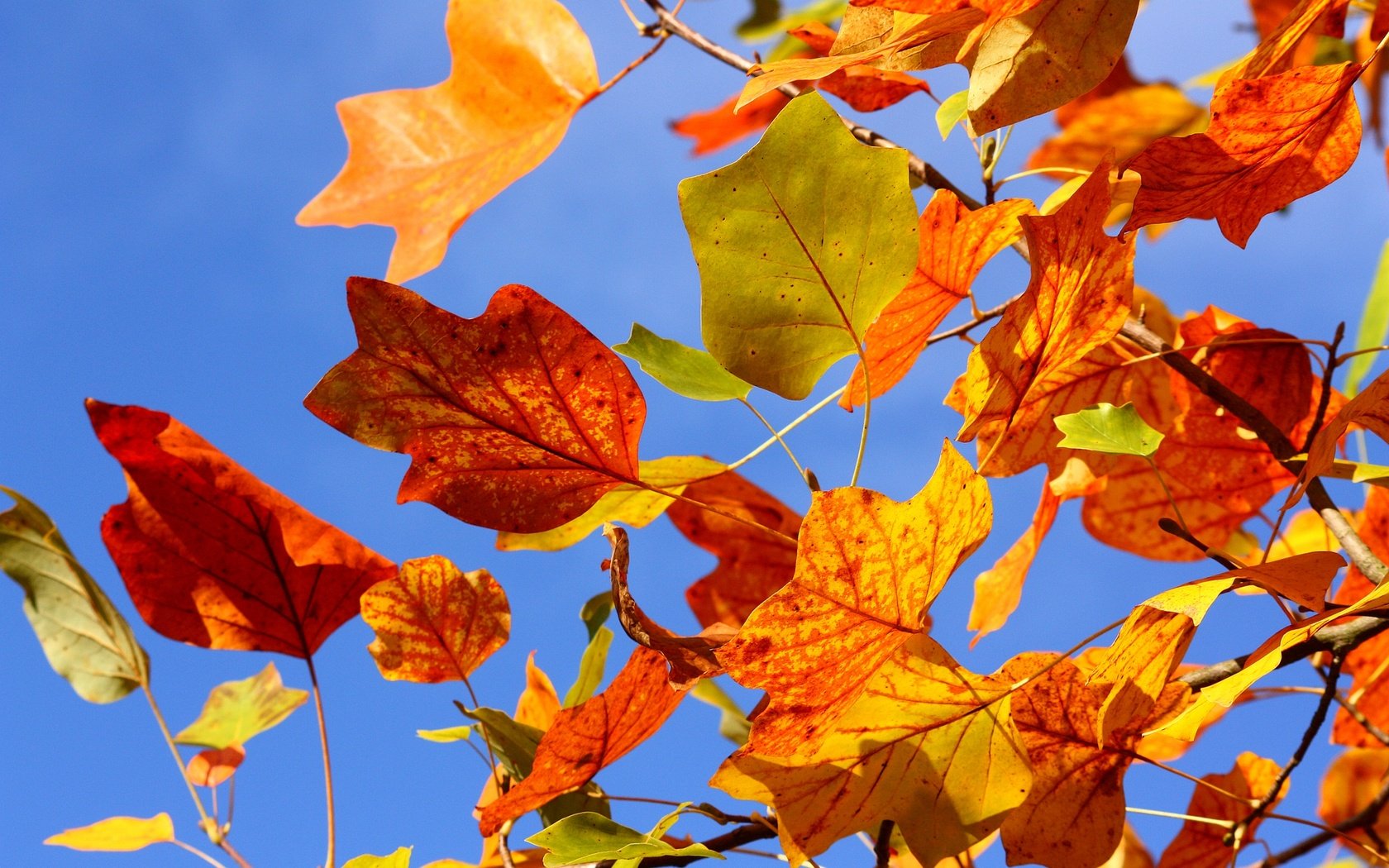 Обои небо, дерево, листья, ветки, ветви, осень, красные, желтые, the sky, tree, leaves, branches, branch, autumn, red, yellow разрешение 2560x1600 Загрузить