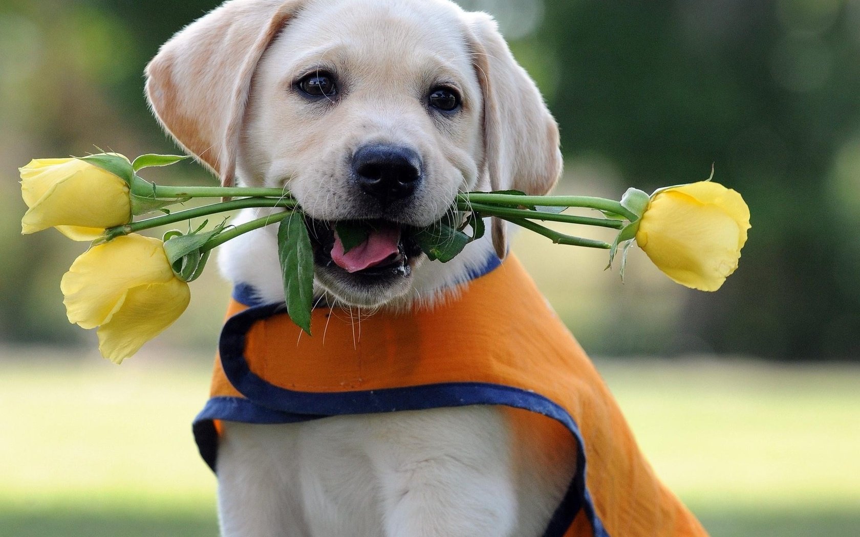 Обои цветы, розы, собака, щенок, лабрадор, лабрадор-ретривер, flowers, roses, dog, puppy, labrador, labrador retriever разрешение 2048x1536 Загрузить