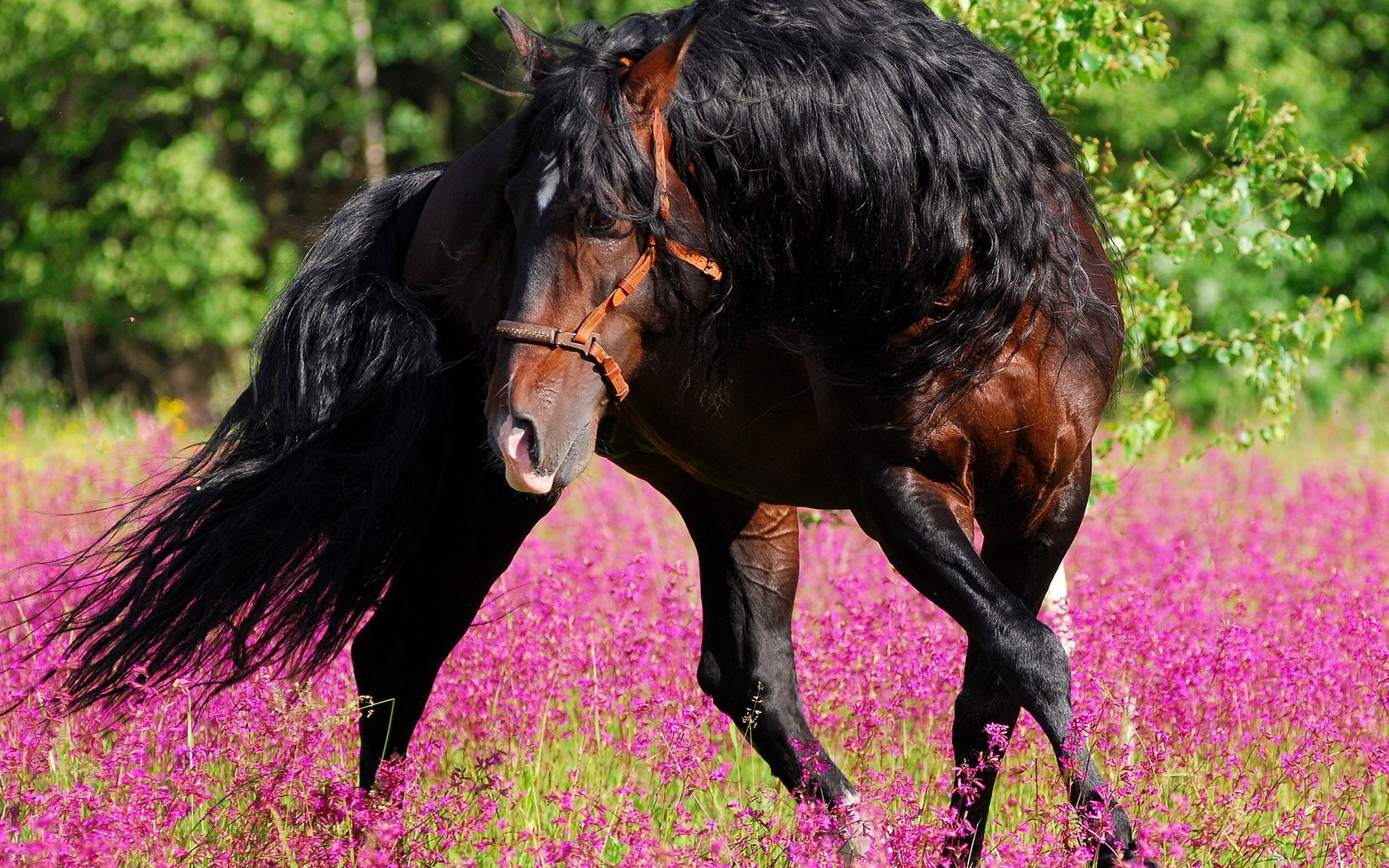 Обои цветы, лошадь, лес, лето, конь, грива, жеребец, лошад, flowers, horse, forest, summer, mane, stallion разрешение 1920x1280 Загрузить