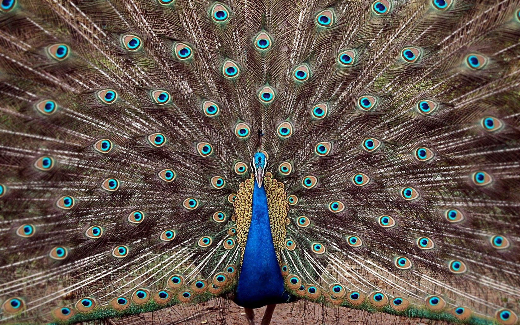 Обои птица, павлин, перья, хвост, bird, peacock, feathers, tail разрешение 1920x1200 Загрузить