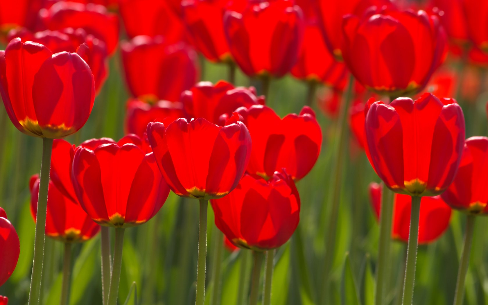 Обои цветы, бутоны, лепестки, красные, весна, тюльпаны, стебли, flowers, buds, petals, red, spring, tulips, stems разрешение 3504x2336 Загрузить